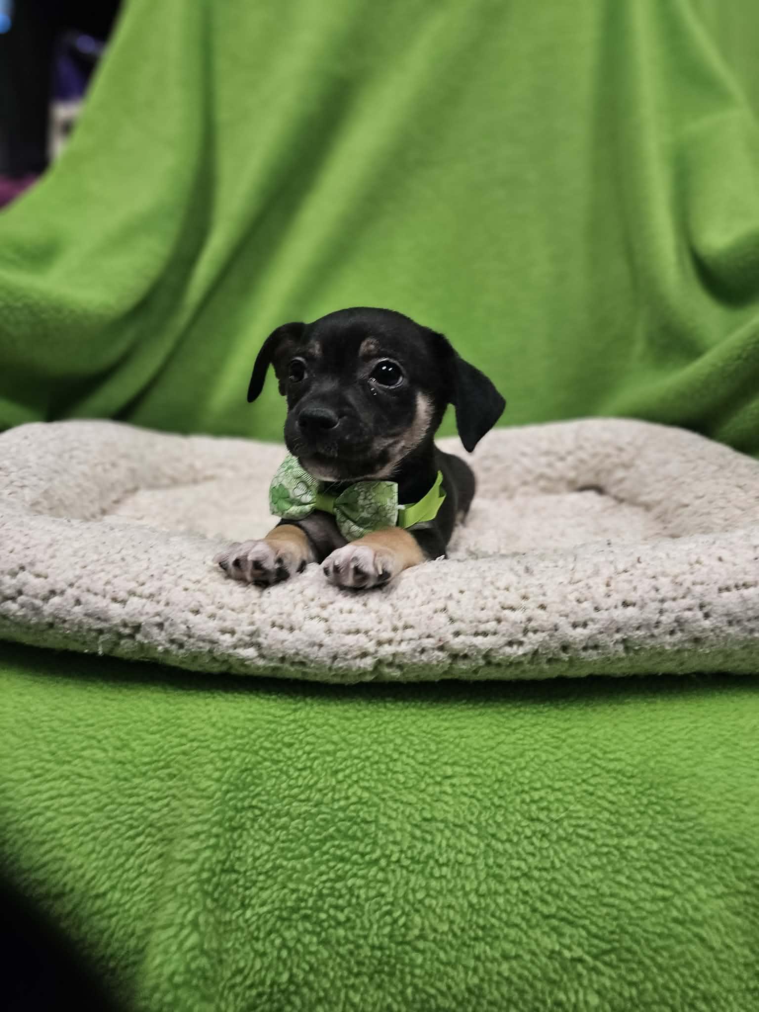 Enlarge Mason/Wally, a Adopted mixed breed in San Angelo , TX image 2/5