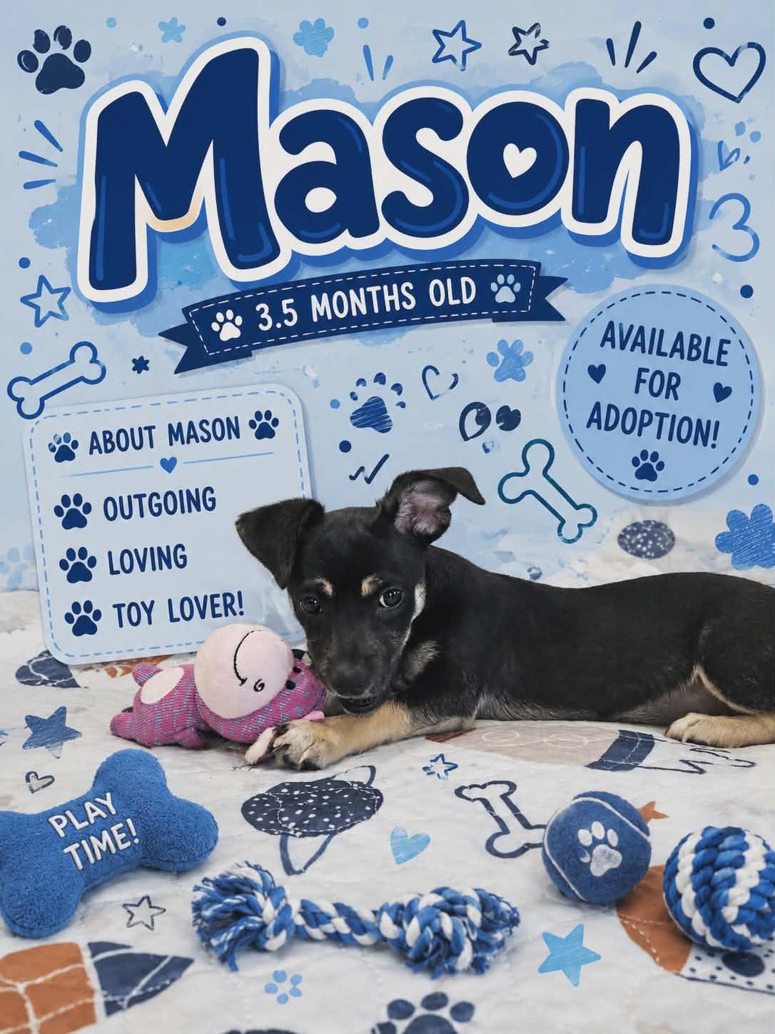 Enlarge Mason/Wally, a Adopted mixed breed in San Angelo , TX image 3/5