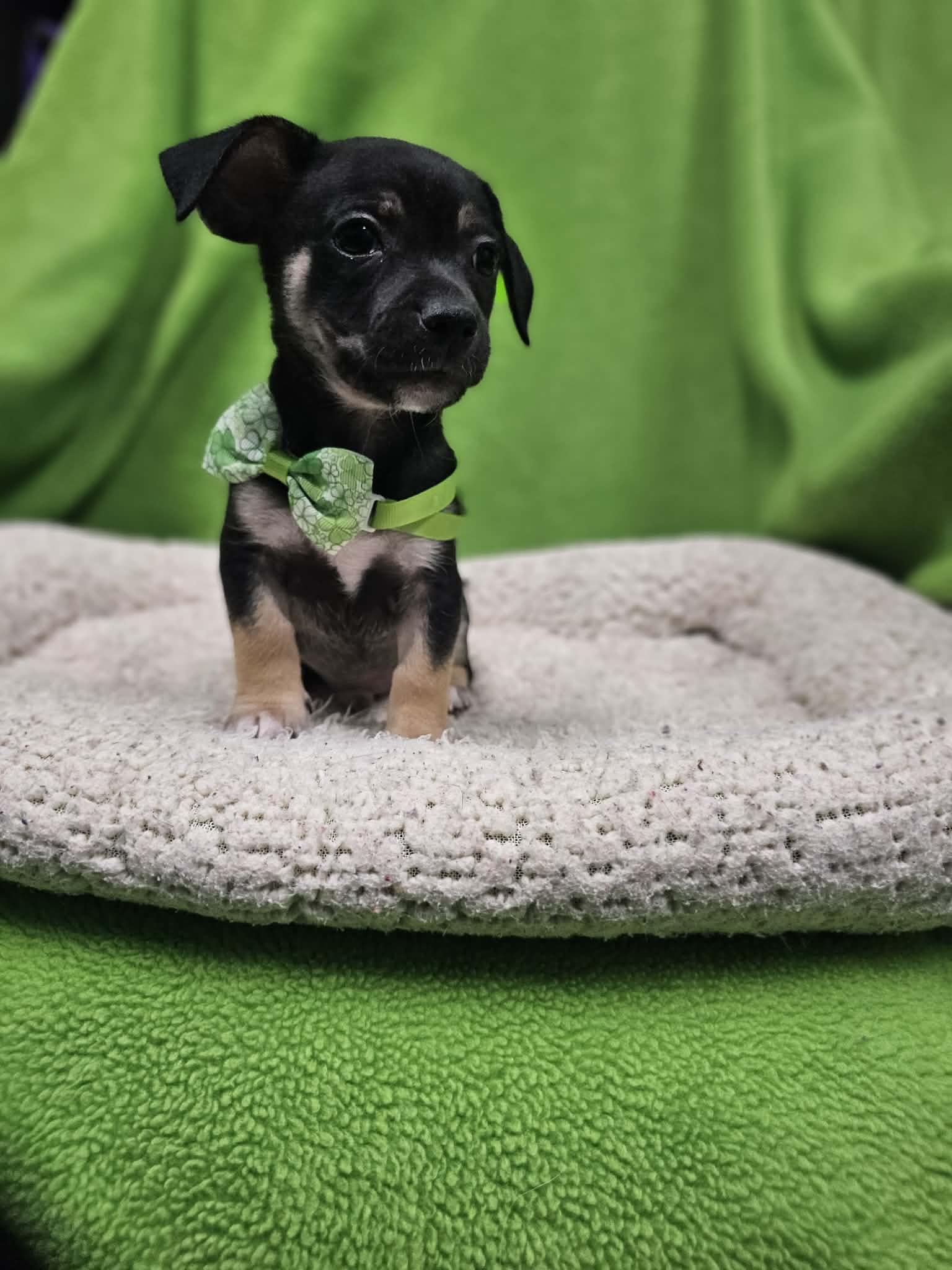 Enlarge Mason/Wally, a Adopted mixed breed in San Angelo , TX image 4/5