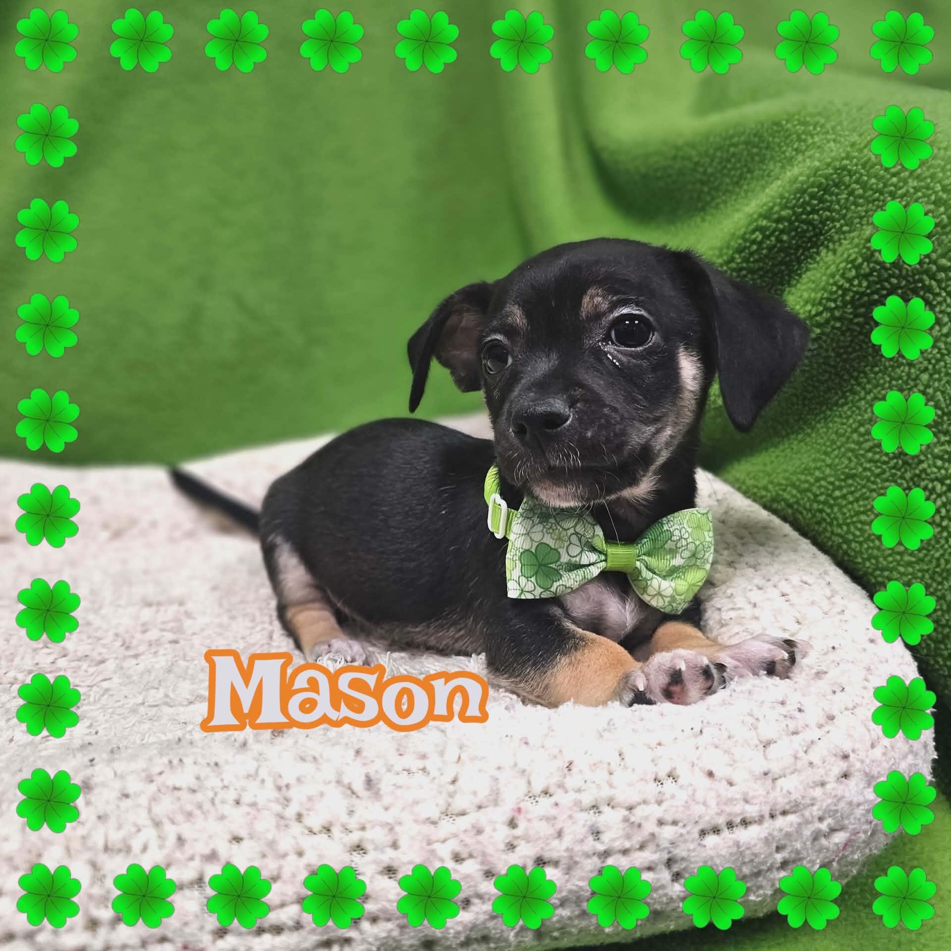 Enlarge Mason/Wally, a Adopted mixed breed in San Angelo , TX image 5/5