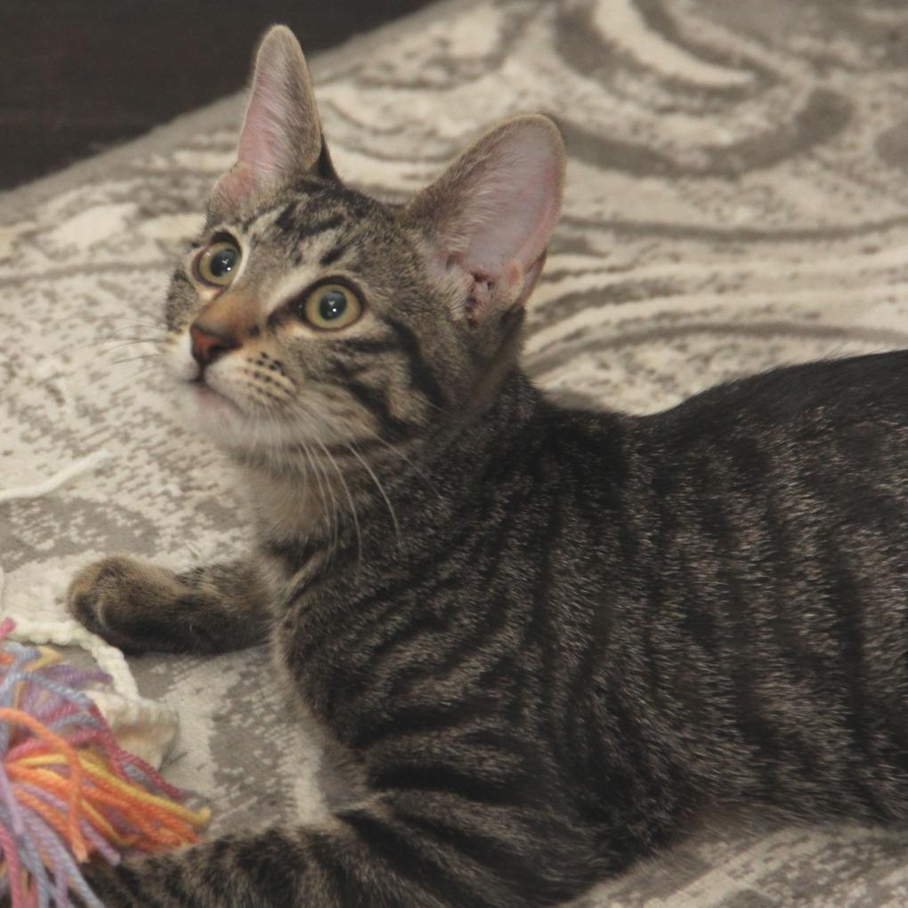 Salem, Adoptable, Kitten Female Domestic Short Hair.