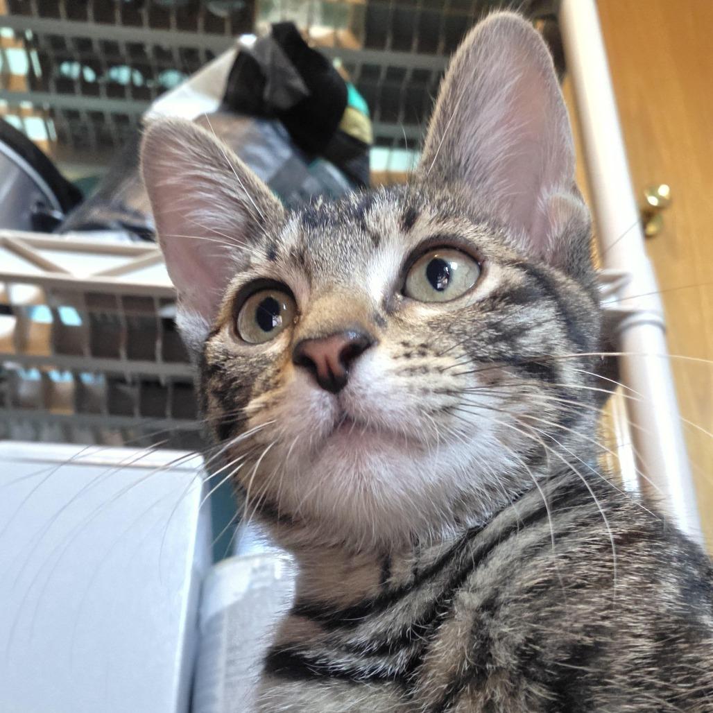 Salem, a Adoptable Domestic Short Hair in Wichita, KS image 1/6