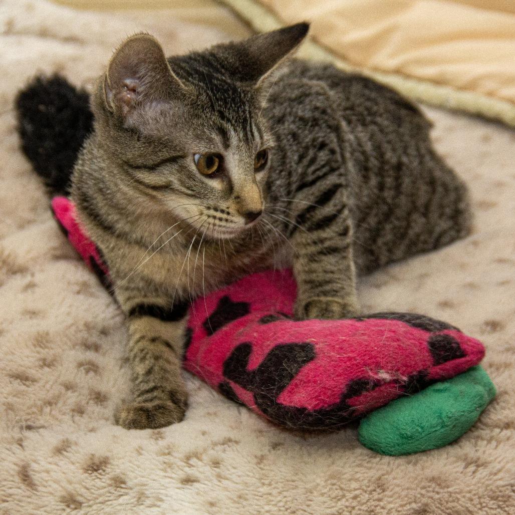 Salem, a Adoptable Domestic Short Hair in Wichita, KS image 2/6