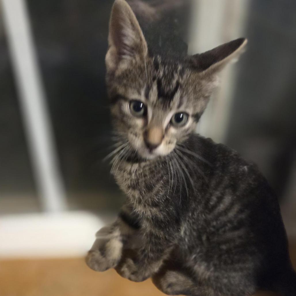 Salem, Adoptable, Kitten Female Domestic Short Hair.