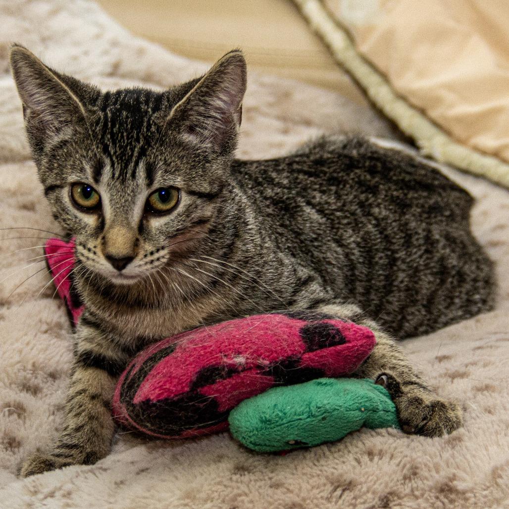 Salem, a Adoptable Domestic Short Hair in Wichita, KS image 3/6