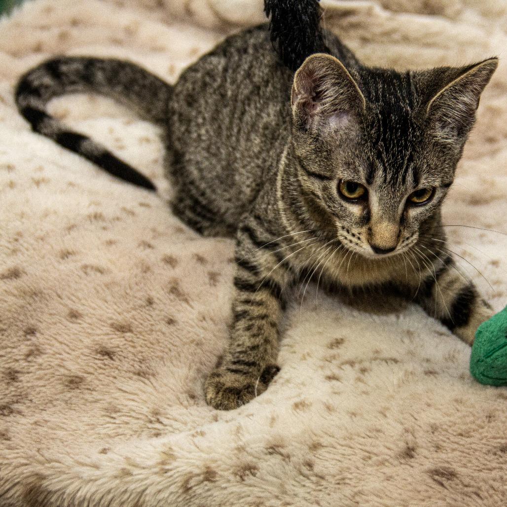 Salem, a Adoptable Domestic Short Hair in Wichita, KS image 4/6