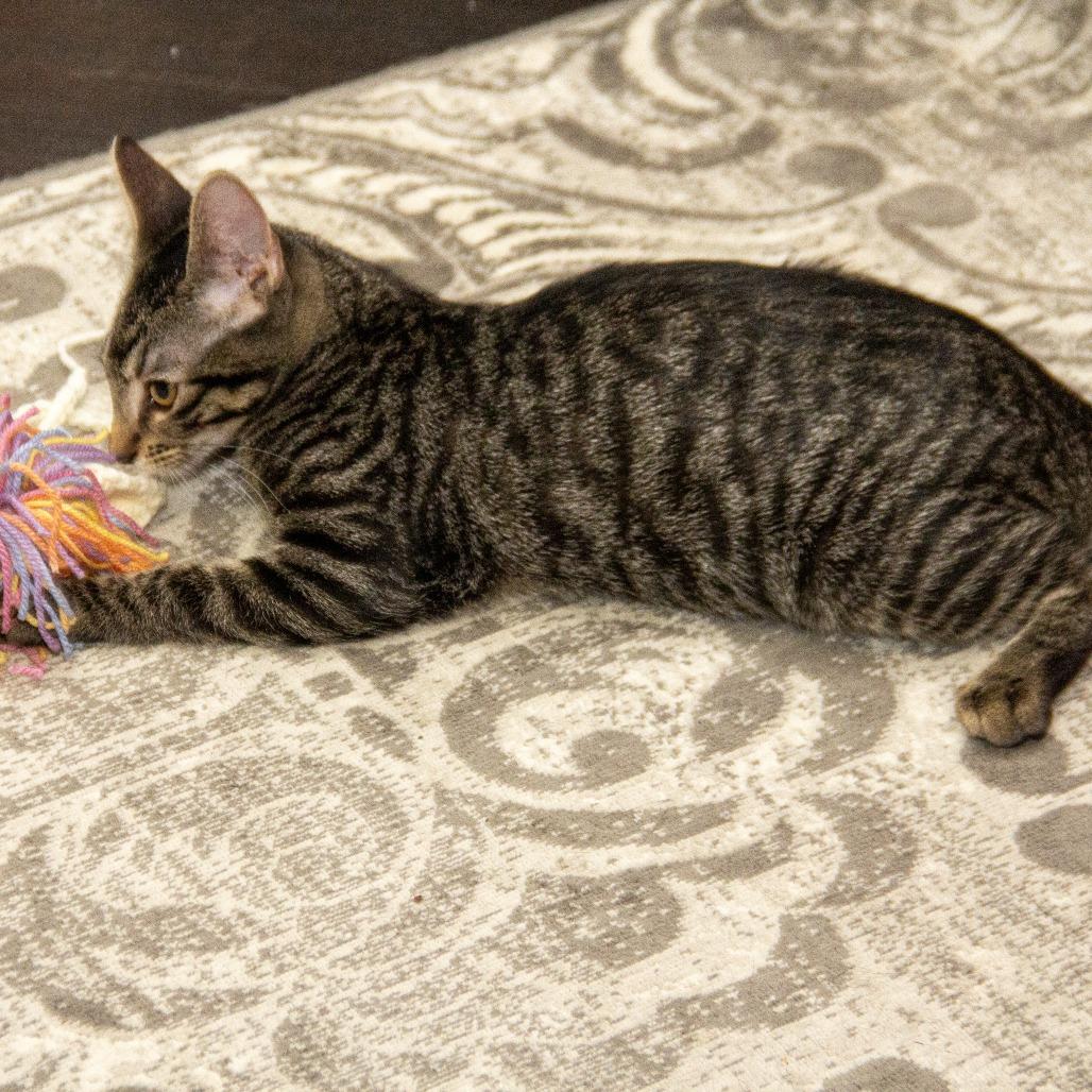 Salem, a Adoptable Domestic Short Hair in Wichita, KS image 5/6