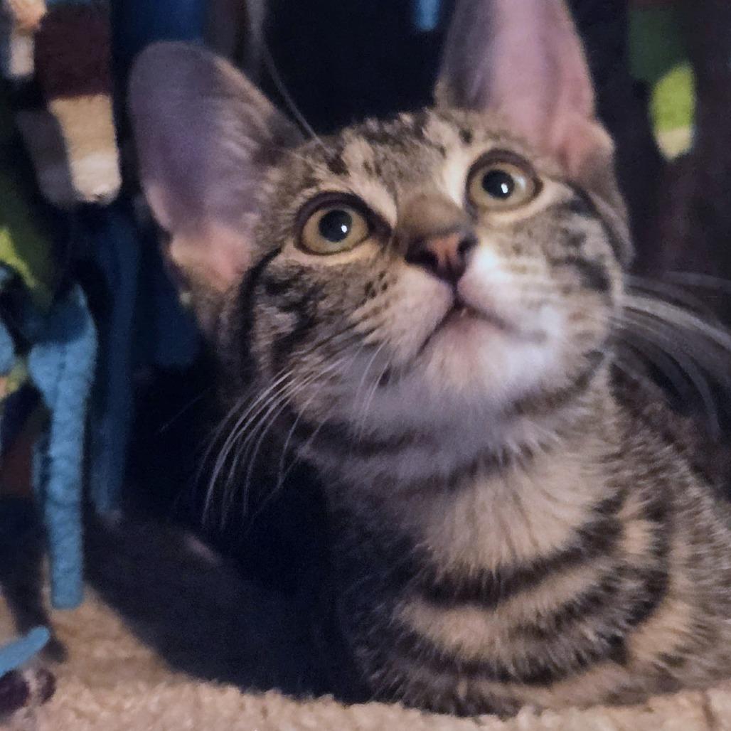 Salem, a Adoptable Domestic Short Hair in Wichita, KS image 2/6