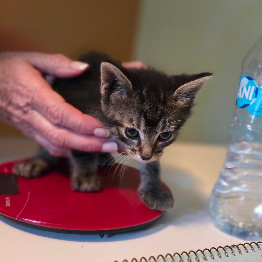 Salem, a Adoptable Domestic Short Hair in Wichita, KS image 2/3