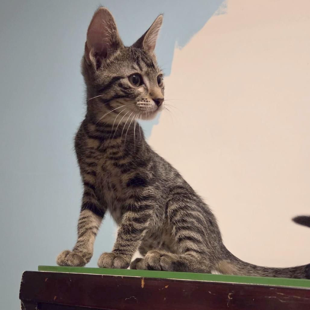 Salem, a Adoptable Domestic Short Hair in Wichita, KS image 3/6