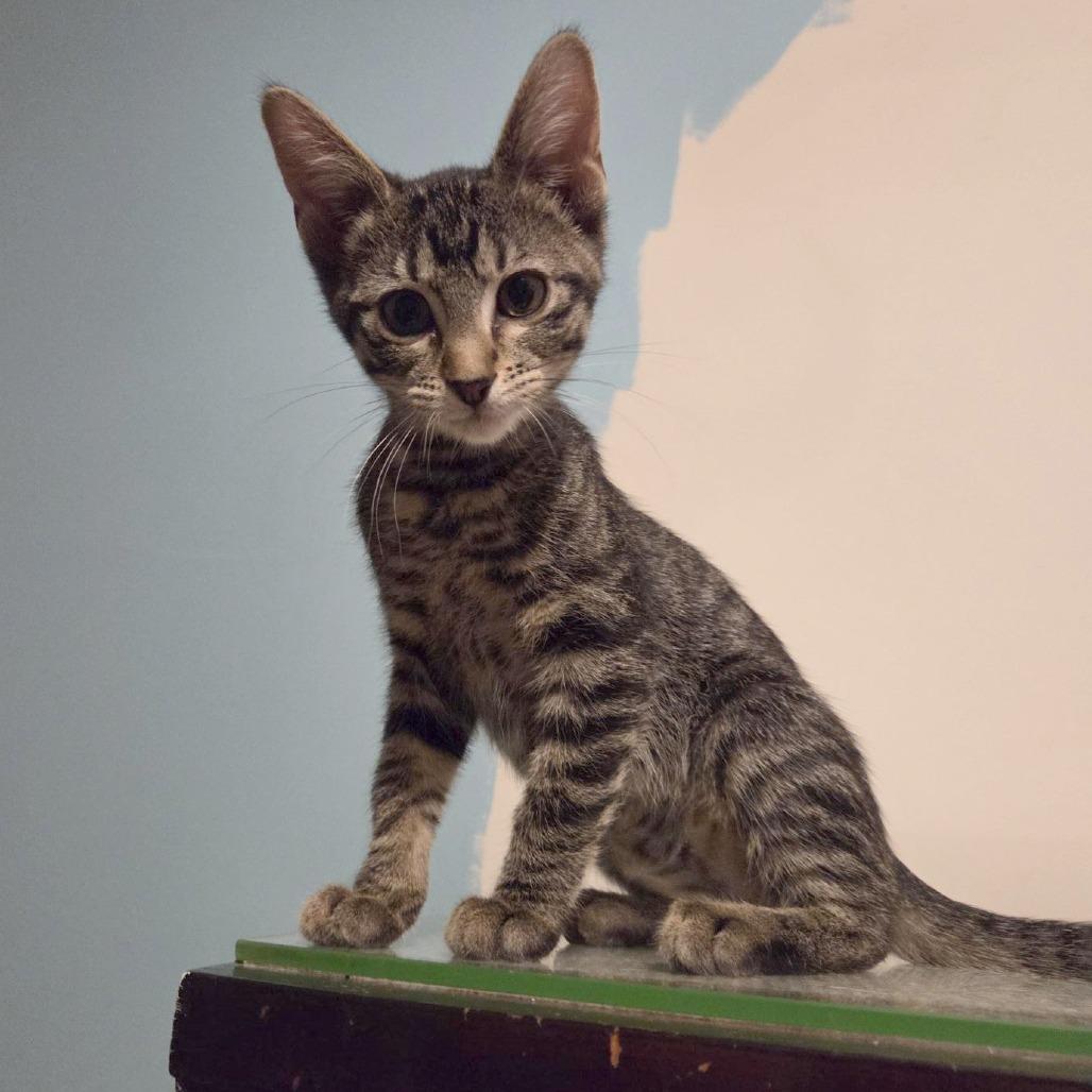 Salem, a Adoptable Domestic Short Hair in Wichita, KS image 4/6