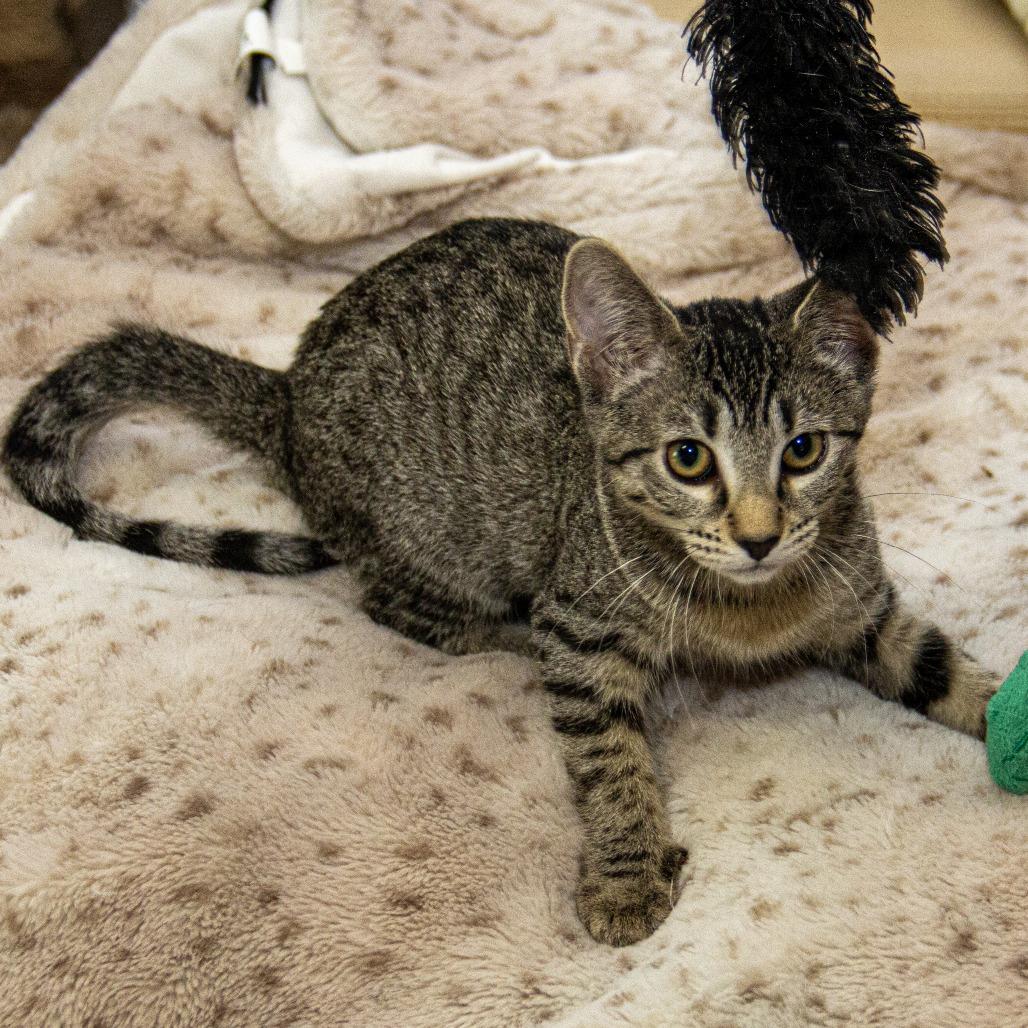 Salem, a Adoptable Domestic Short Hair in Wichita, KS image 6/6