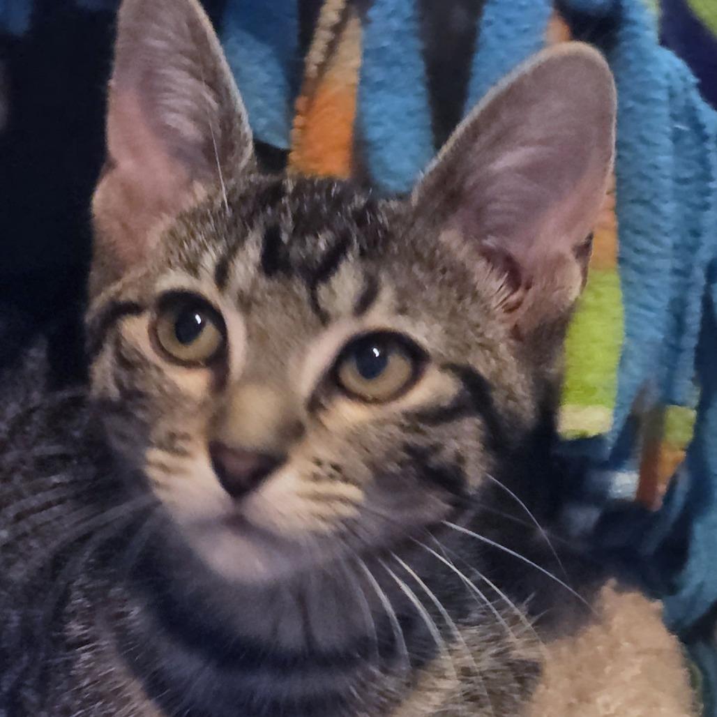 Salem, a Adoptable Domestic Short Hair in Wichita, KS image 5/6