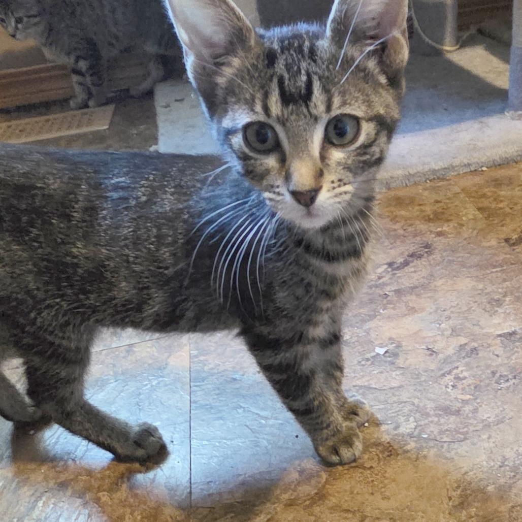 Salem, a Adoptable Domestic Short Hair in Wichita, KS image 3/3