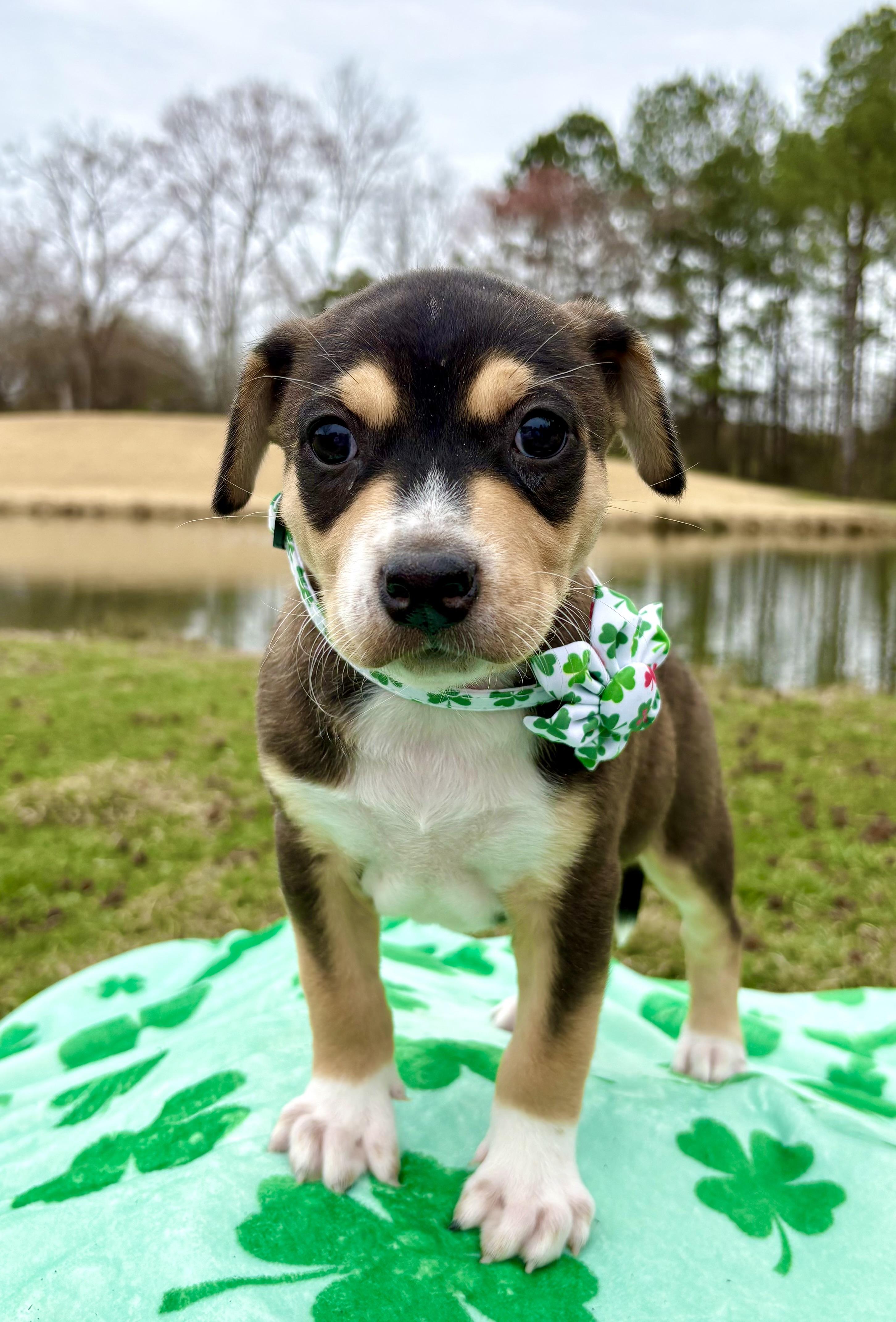 Enlarge Carleigh, a Adoptable mixed breed in Pittsboro, NC image 2/3