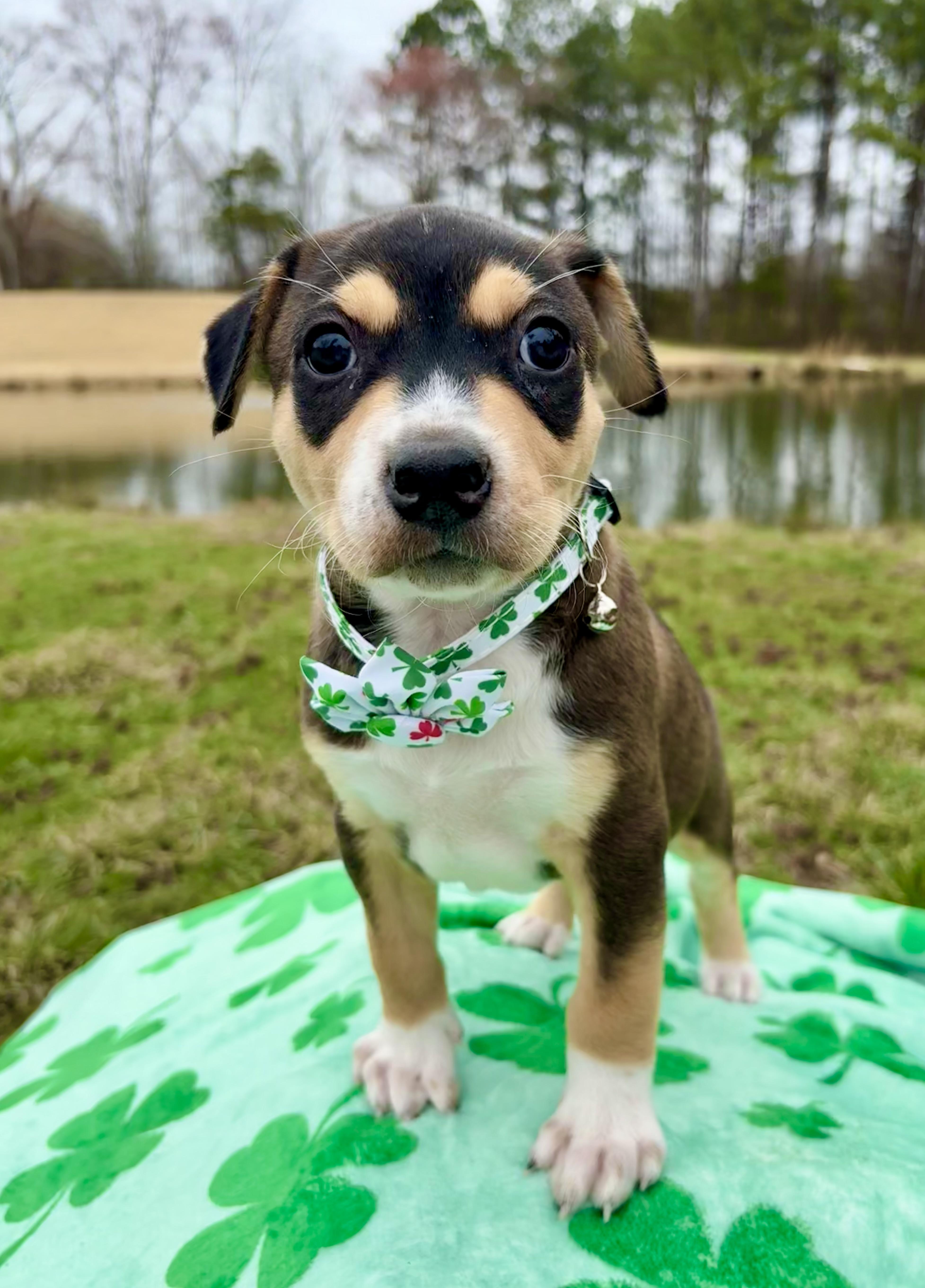 Enlarge Carleigh, a Adoptable mixed breed in Pittsboro, NC image 1/3