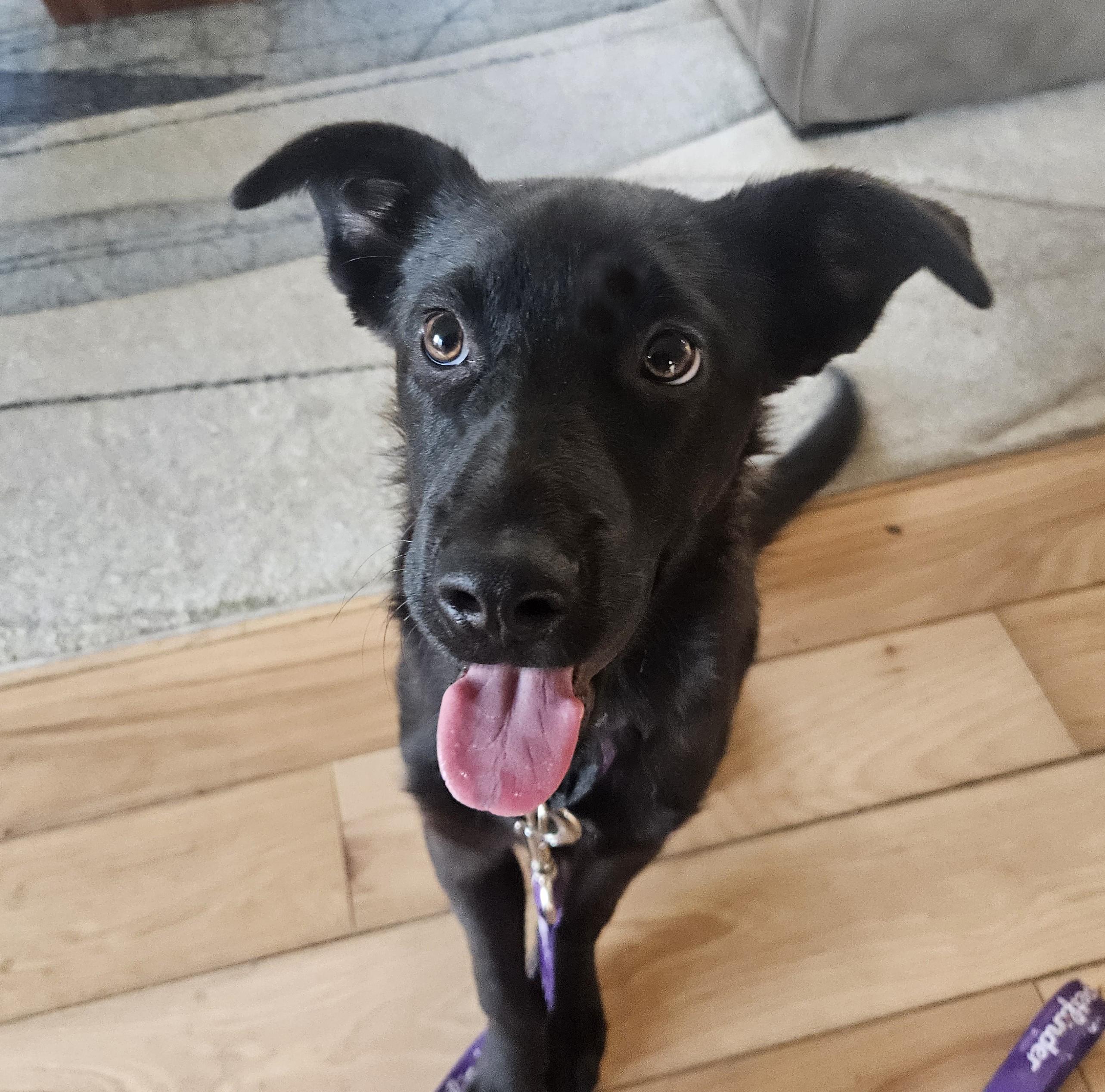 Max, adopted, Puppy Male Black Labrador Retriever & Labrador Retriever.