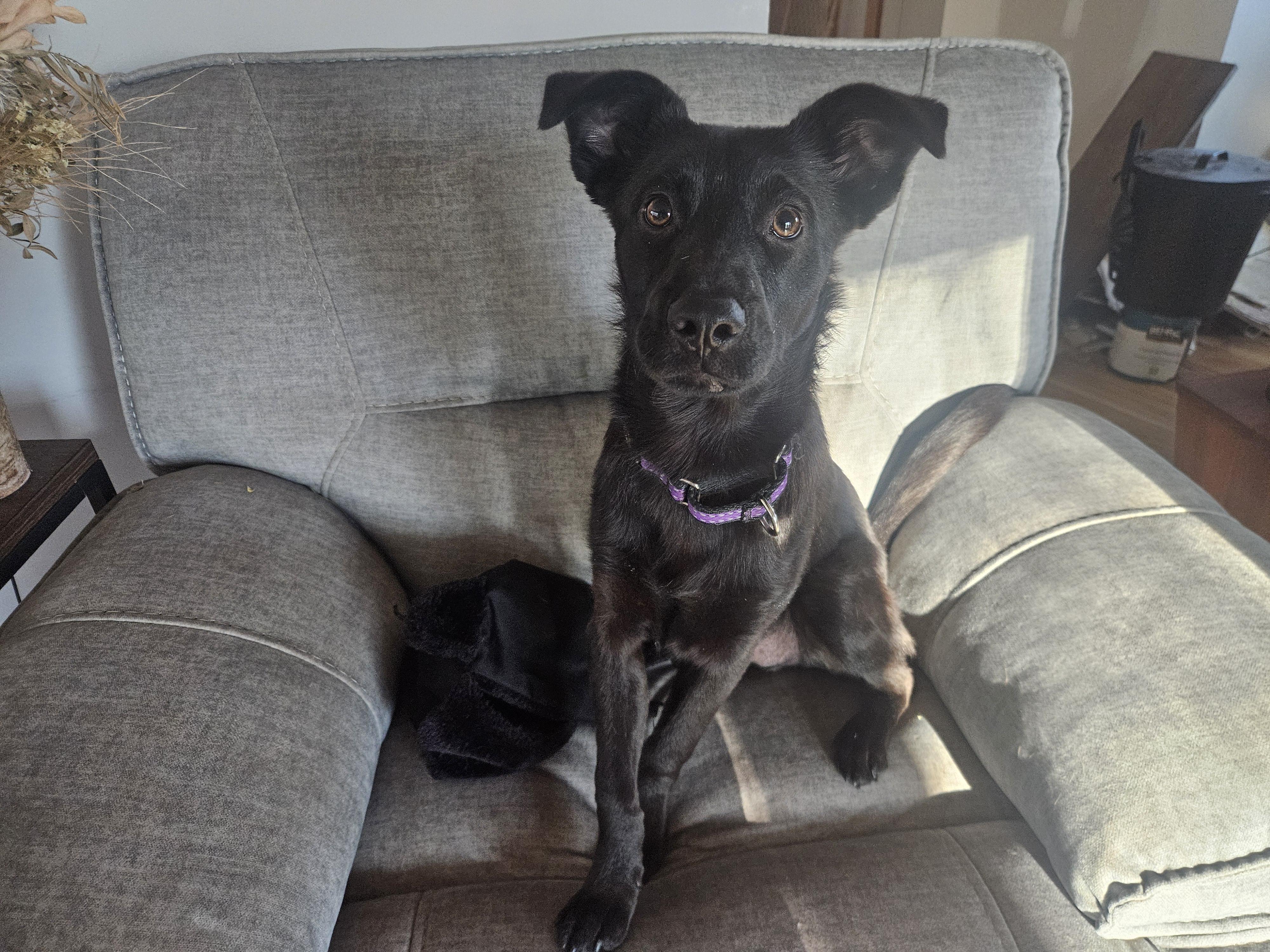 Max, an adopted mixed breed in Sharon, CT image 5/5