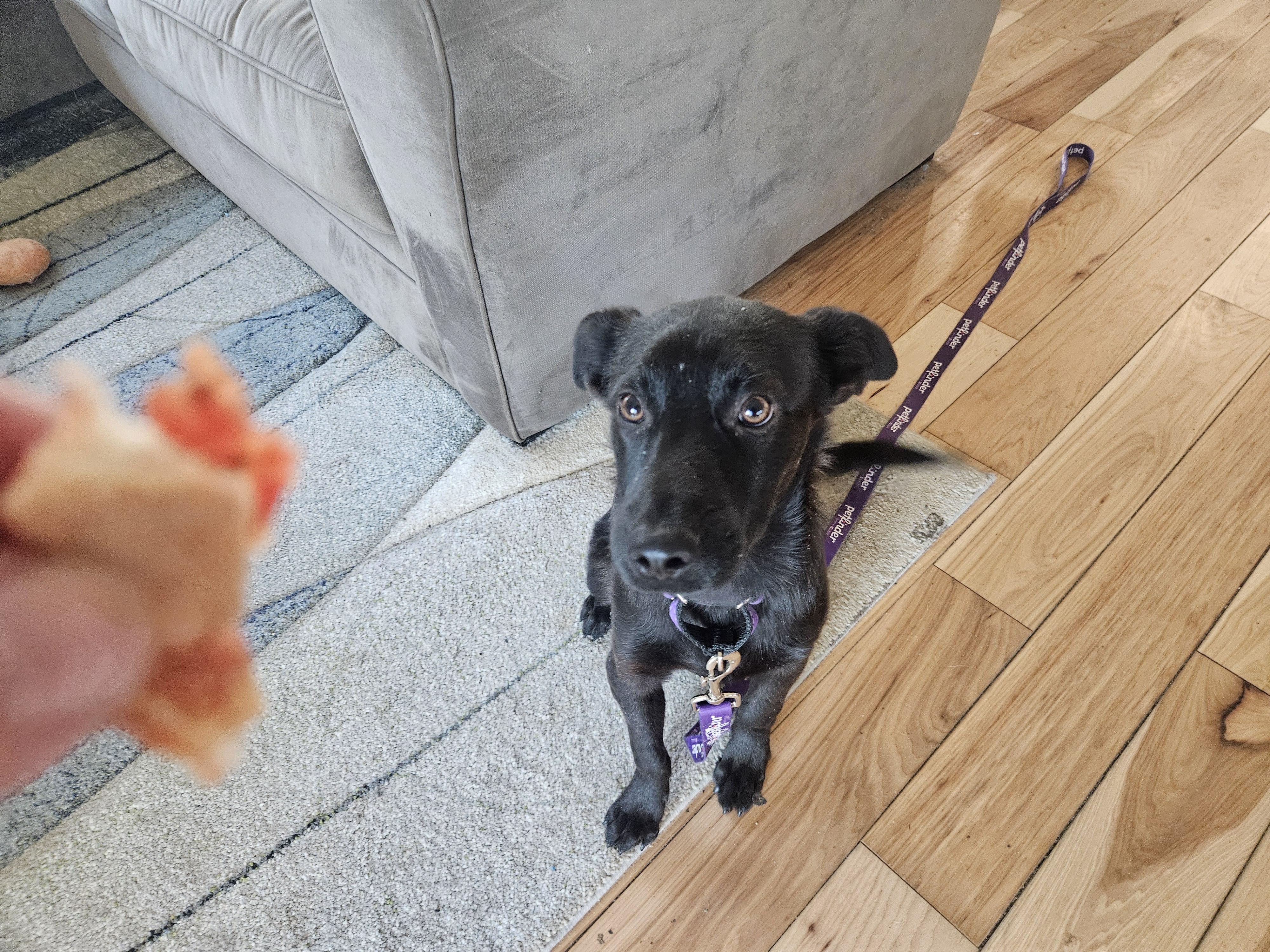 Max, an adopted mixed breed in Sharon, CT image 3/5