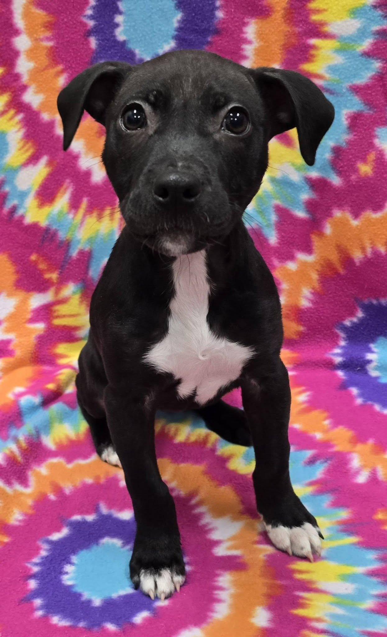 Enlarge Faye, an adoptable Mixed Breed in Frankfort, IN image 3/5