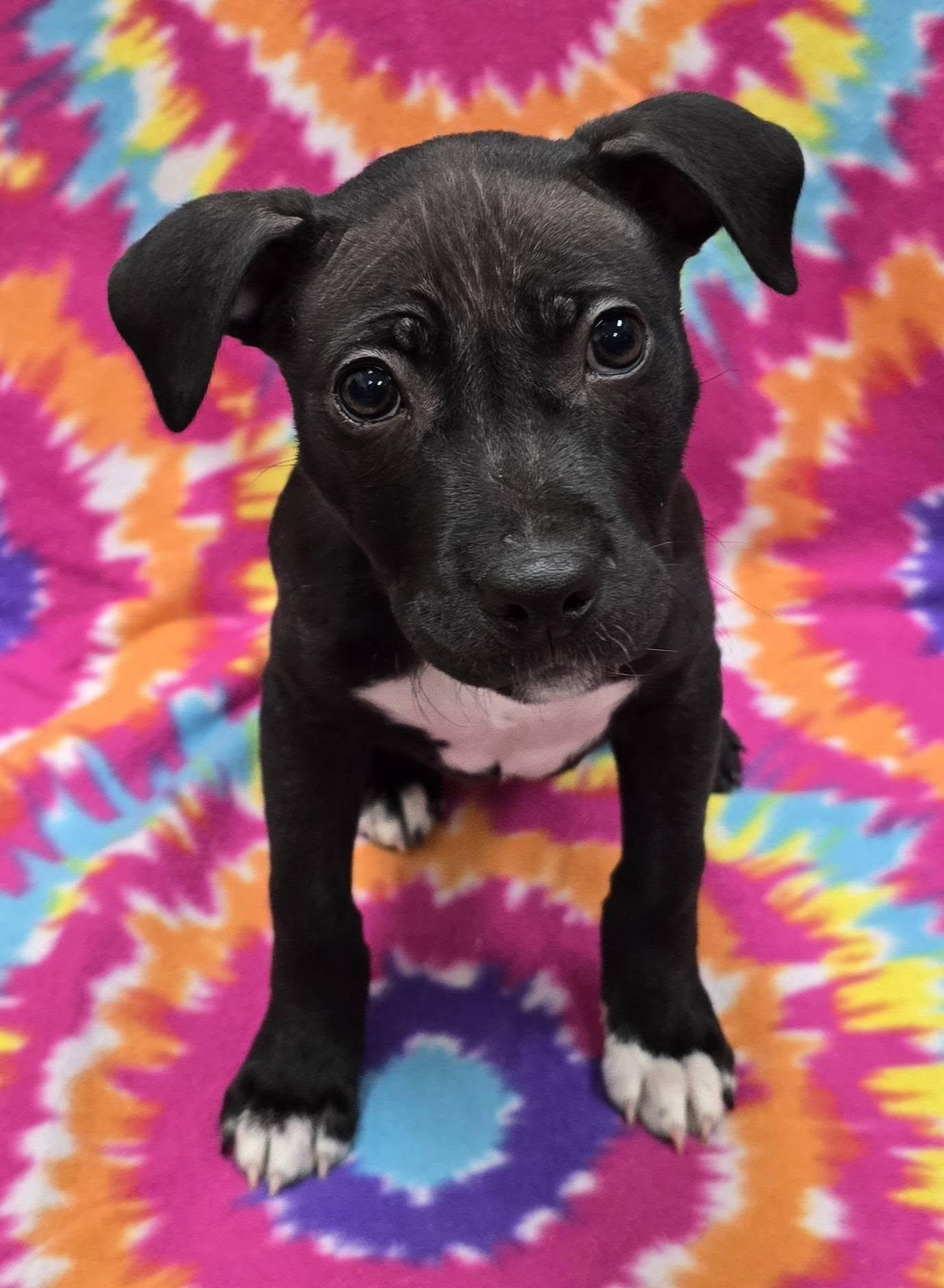 Enlarge Faye, an adoptable Mixed Breed in Frankfort, IN image 4/5