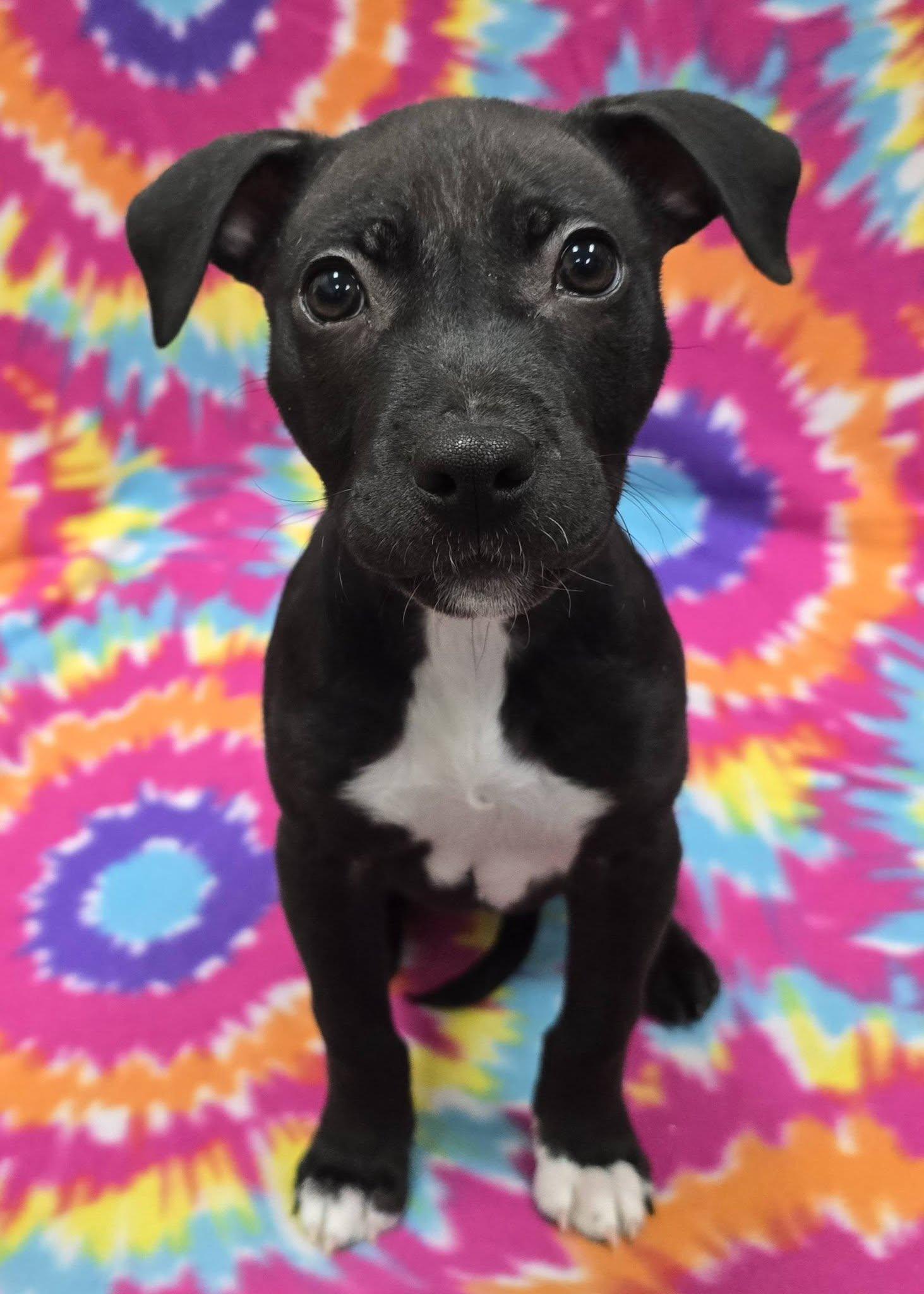 Enlarge Faye, an adoptable Mixed Breed in Frankfort, IN image 2/5