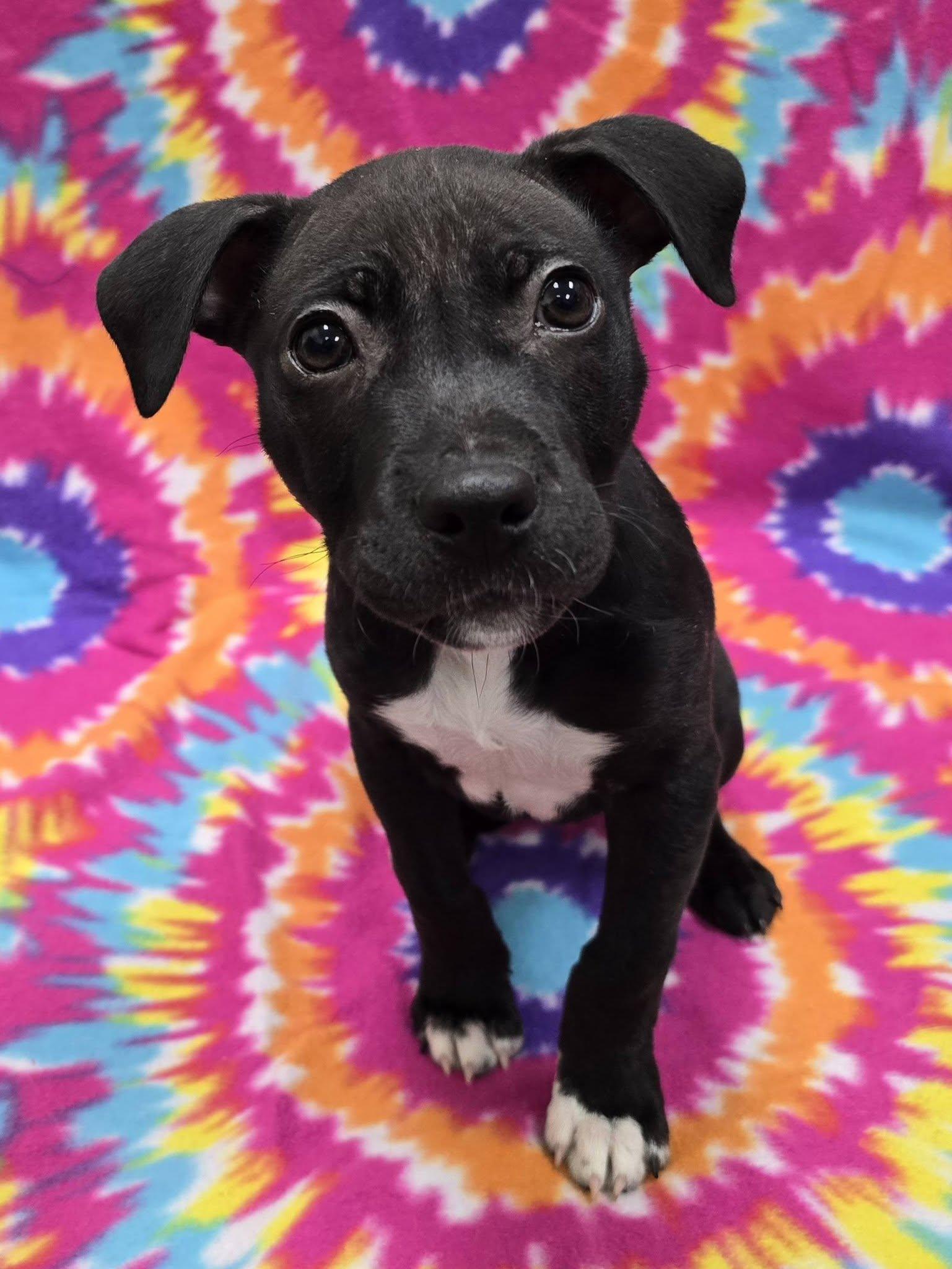 Faye, adoptable, Puppy Female Mixed Breed.