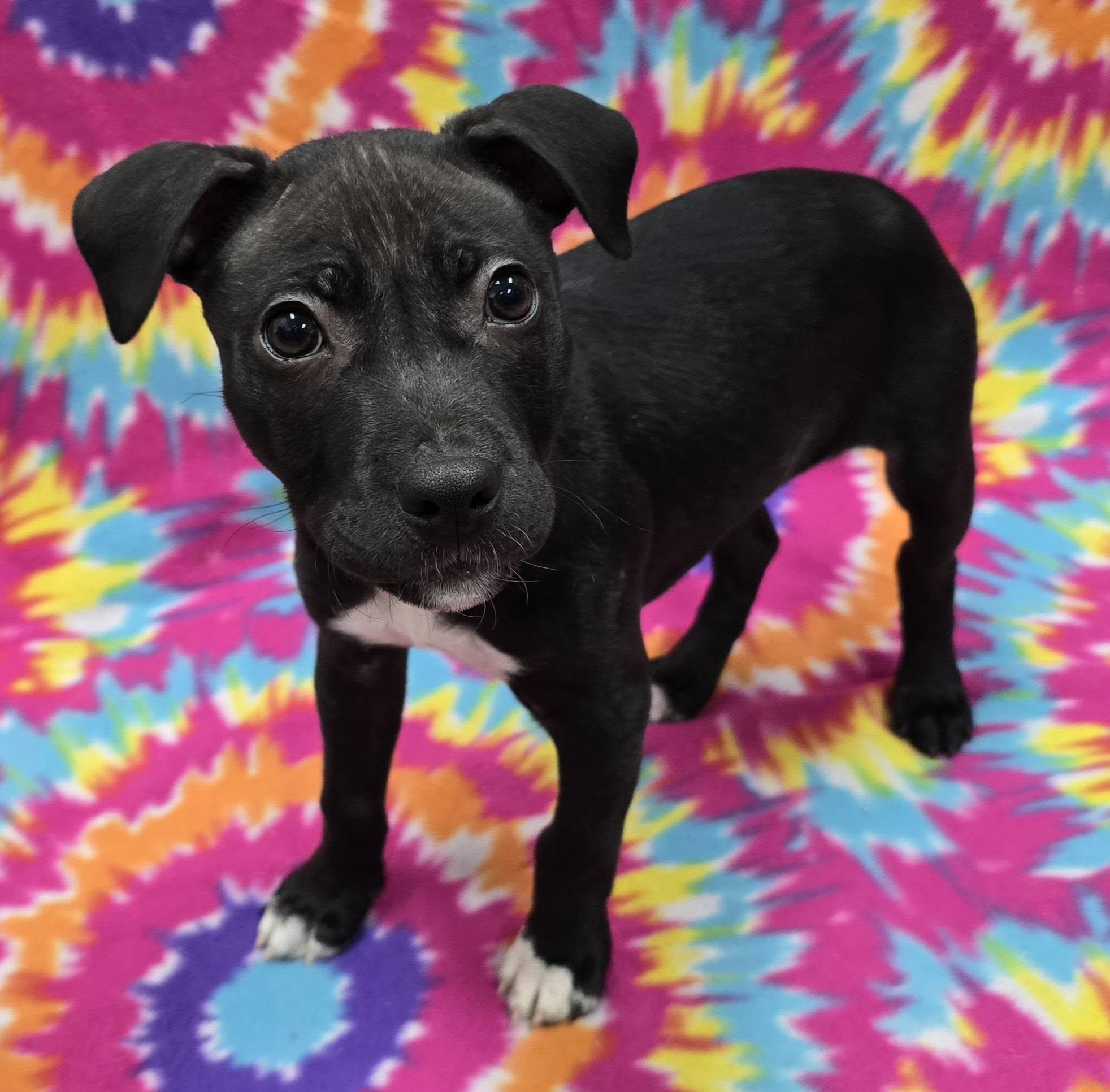 Enlarge Faye, an adoptable Mixed Breed in Frankfort, IN image 5/5