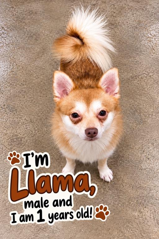 Enlarge Llama, a Adoptable mixed breed in Cedarburg, WI image 3/4