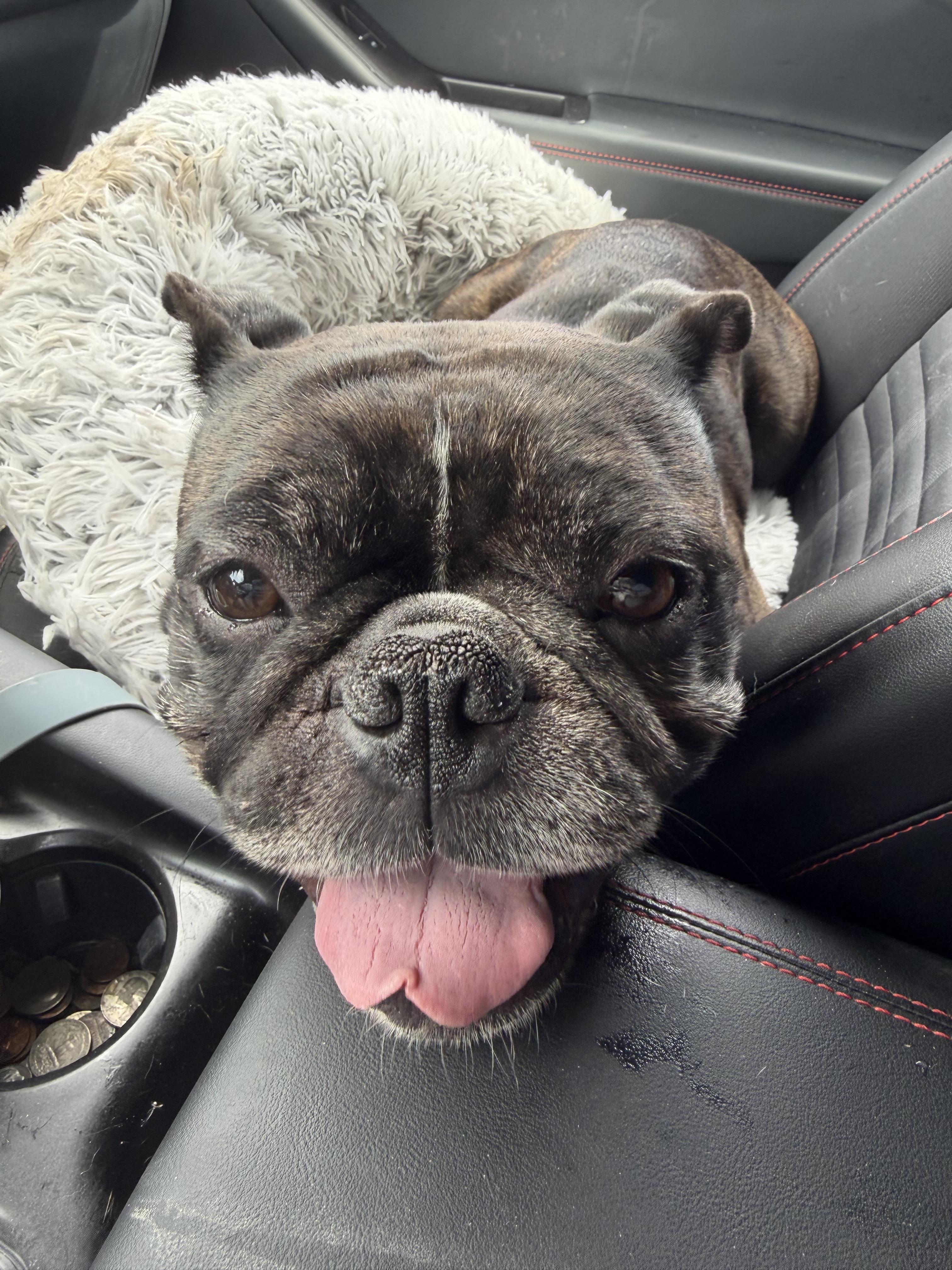 Enlarge Goblin, a Adopted mixed breed in Lutz, FL image 2/4