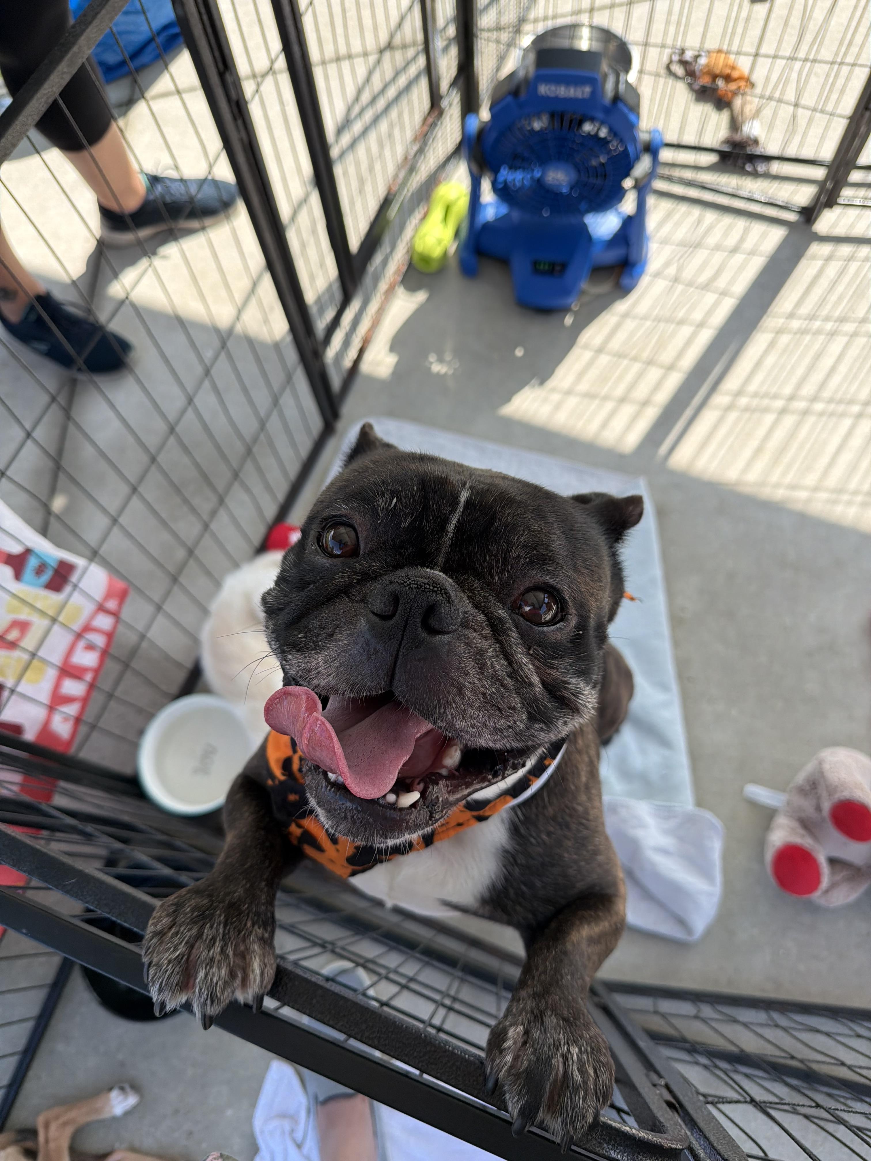 Goblin, Adoptable, Young Male French Bulldog & Boston Terrier.