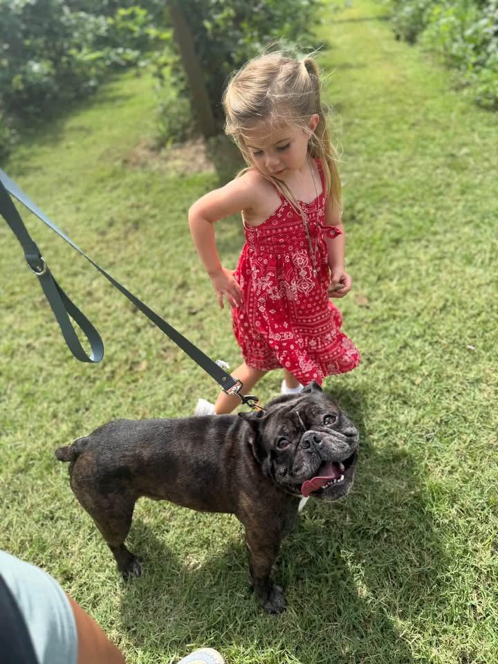 Enlarge Goblin, a Adopted mixed breed in Lutz, FL image 3/4
