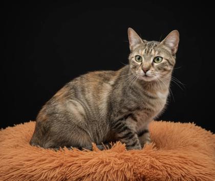 Enlarge Ray (Bonded w/ Pheona), a Adoptable mixed breed in Bowling Green, KY image 2/2