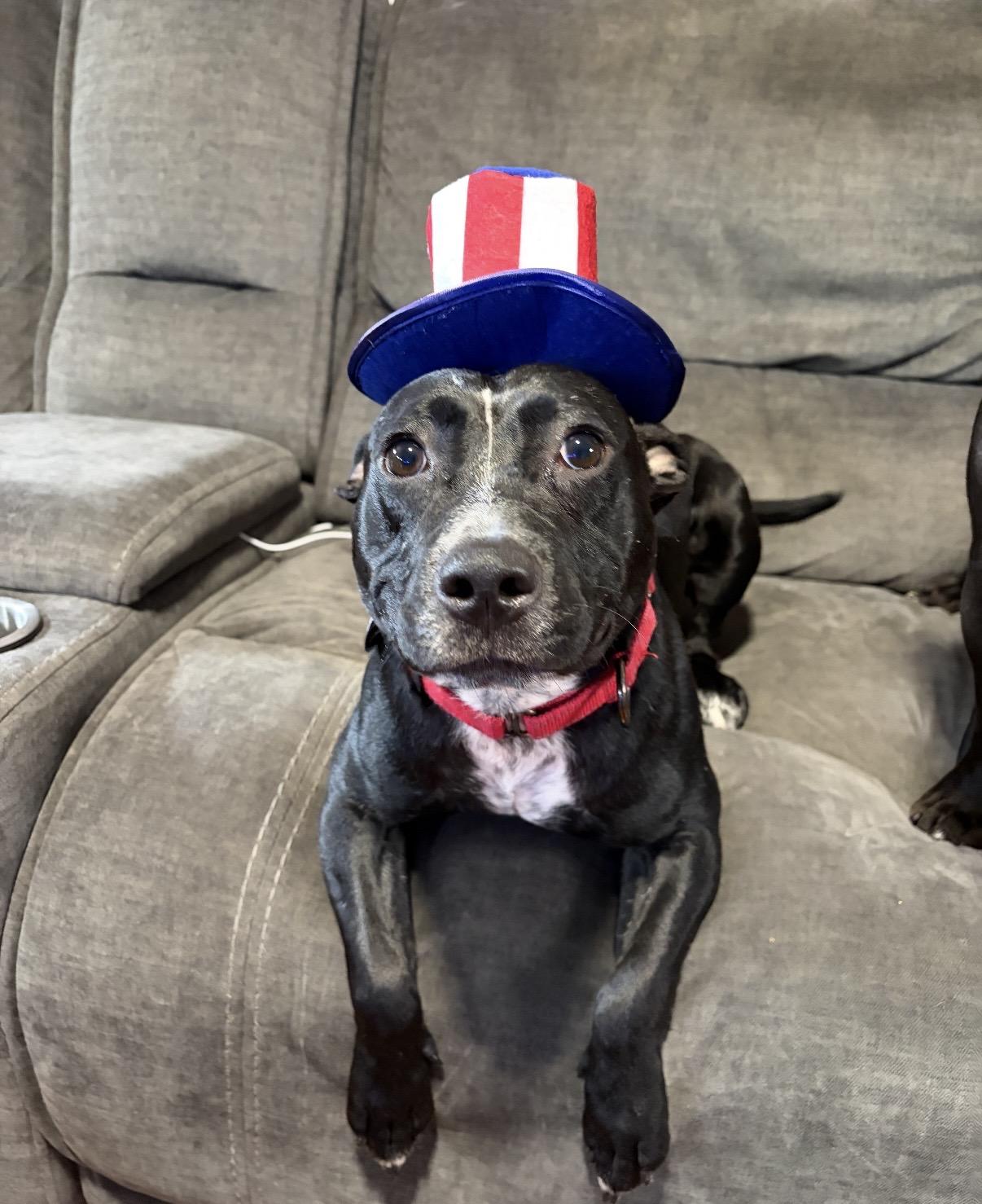 Alfredo, ADOPTABLE, Puppy Male American Bully.