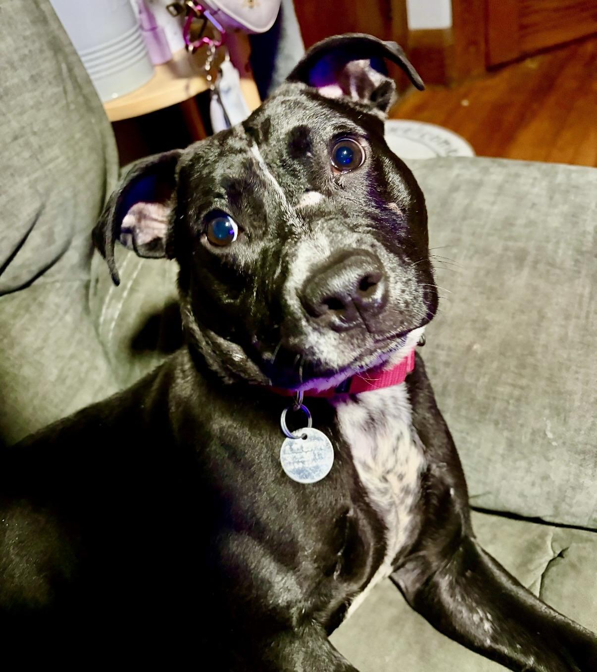 Alfredo, ADOPTABLE, Puppy Male American Bully.