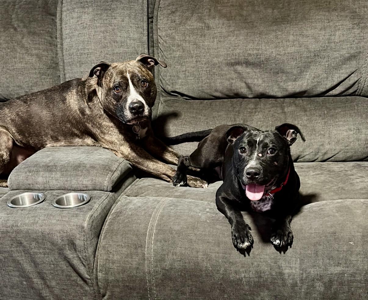 Enlarge Alfredo, a ADOPTABLE American Bully in Cleveland, OH image 5/6