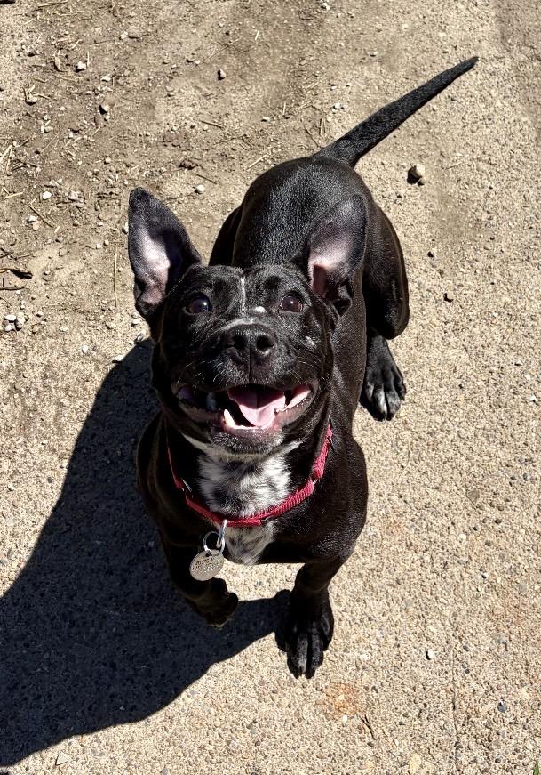 Enlarge Alfredo, a ADOPTABLE American Bully in Cleveland, OH image 3/6