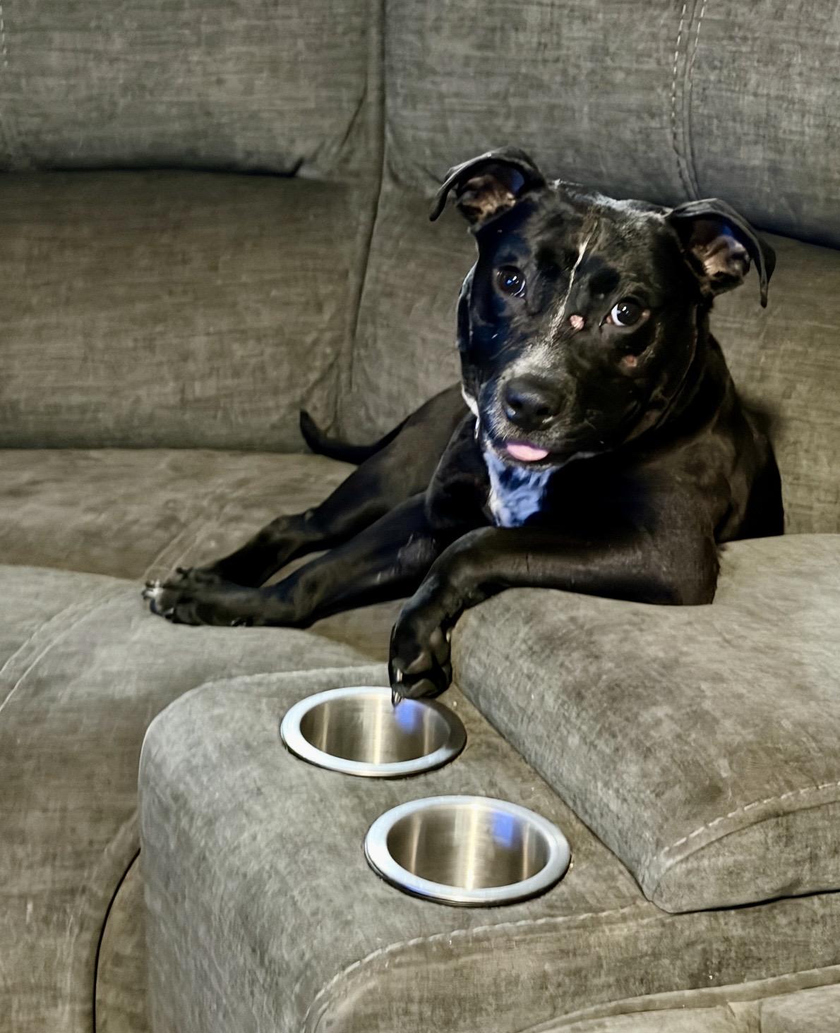 Enlarge Alfredo, a ADOPTABLE American Bully in Cleveland, OH image 6/6