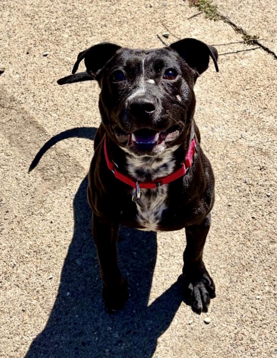 Enlarge Alfredo, a ADOPTABLE American Bully in Cleveland, OH image 2/6