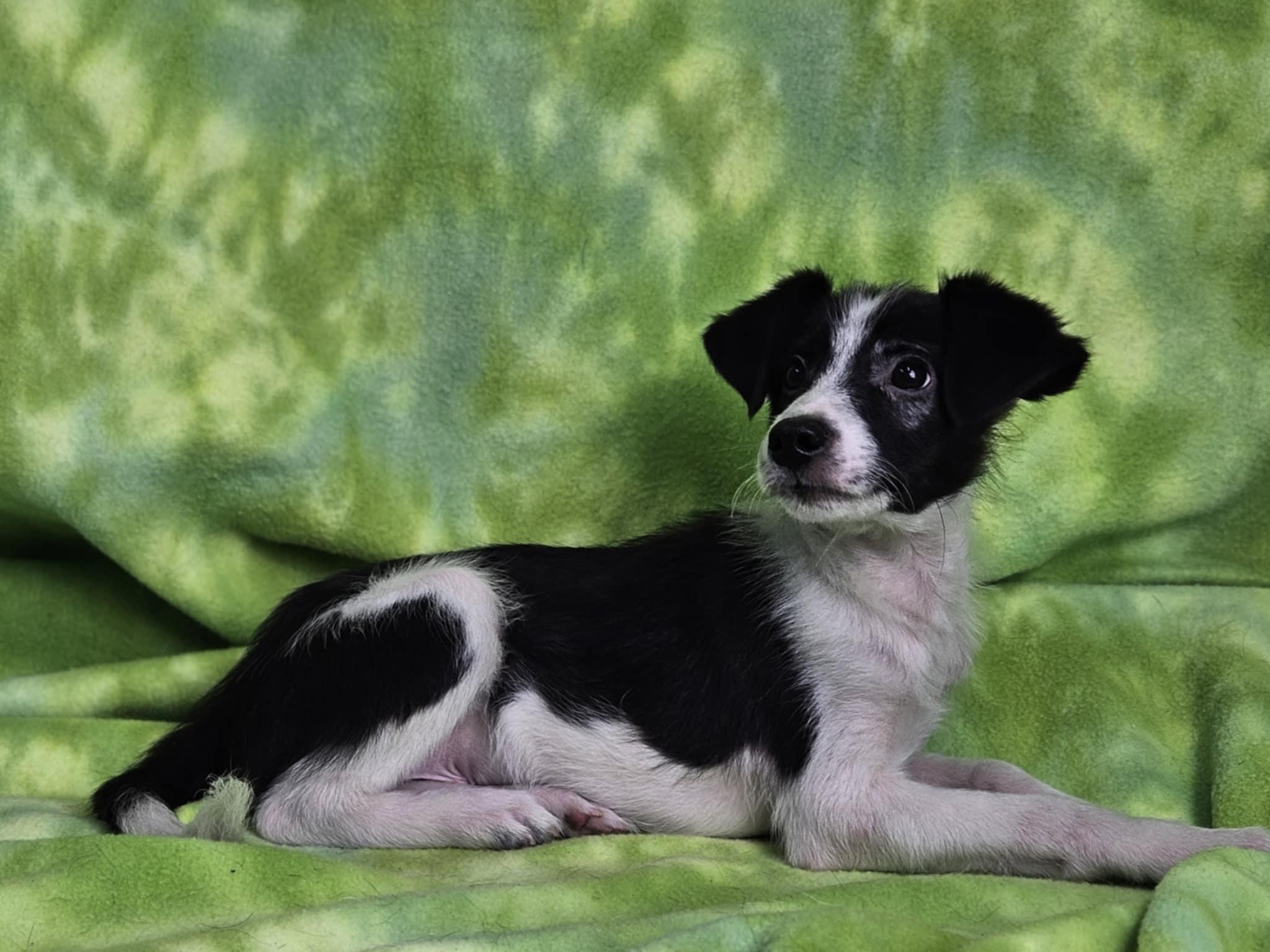 Cosmo
