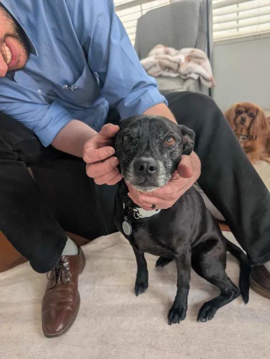 Ember, a ADOPTABLE mixed breed in Roy, UT image 5/5