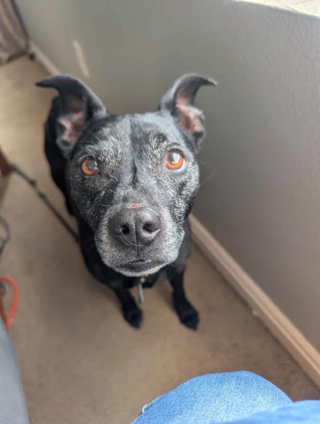 Ember, ADOPTABLE, Senior Female Chihuahua & Pit Bull Terrier.