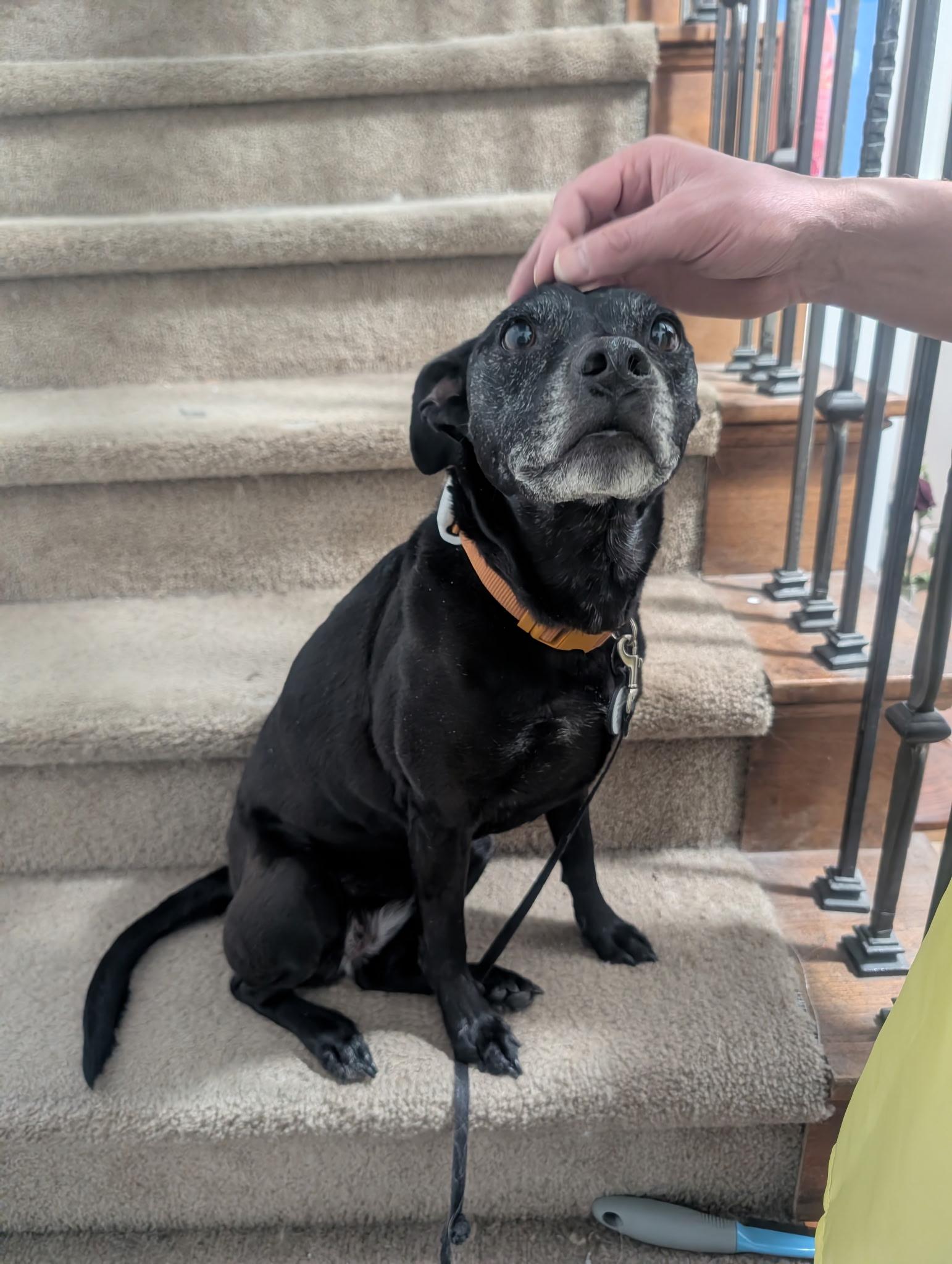 Ember, a ADOPTABLE mixed breed in Roy, UT image 2/5