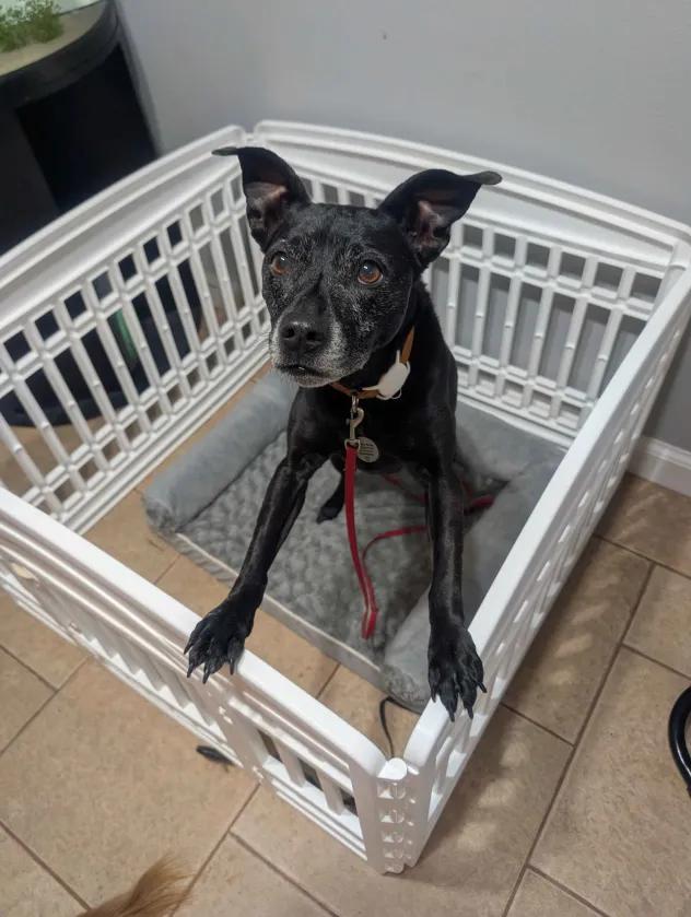 Ember, a ADOPTABLE mixed breed in Roy, UT image 4/5