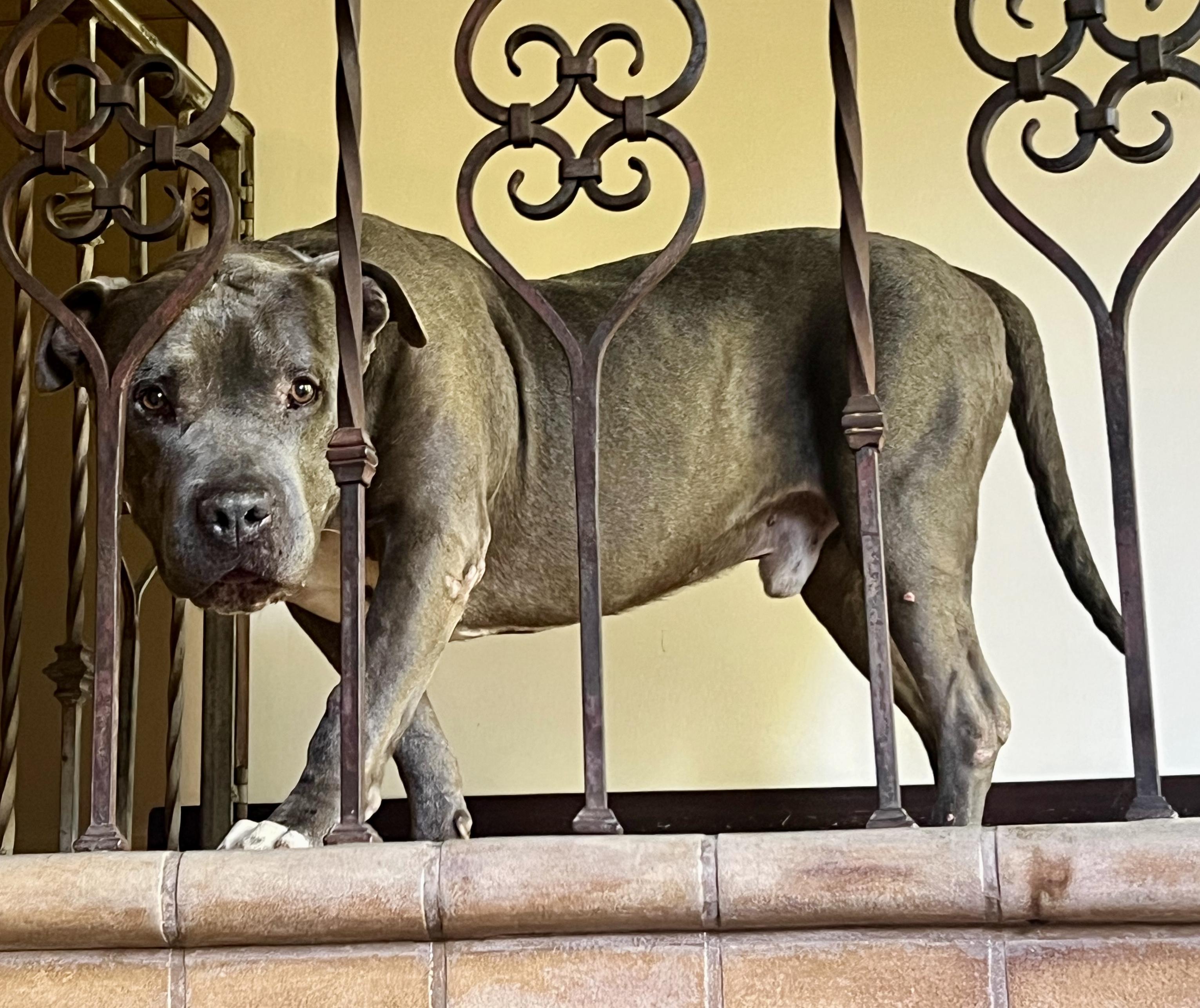 Snoopy (M), a Adoptable mixed breed in Los Angeles, CA image 4/5