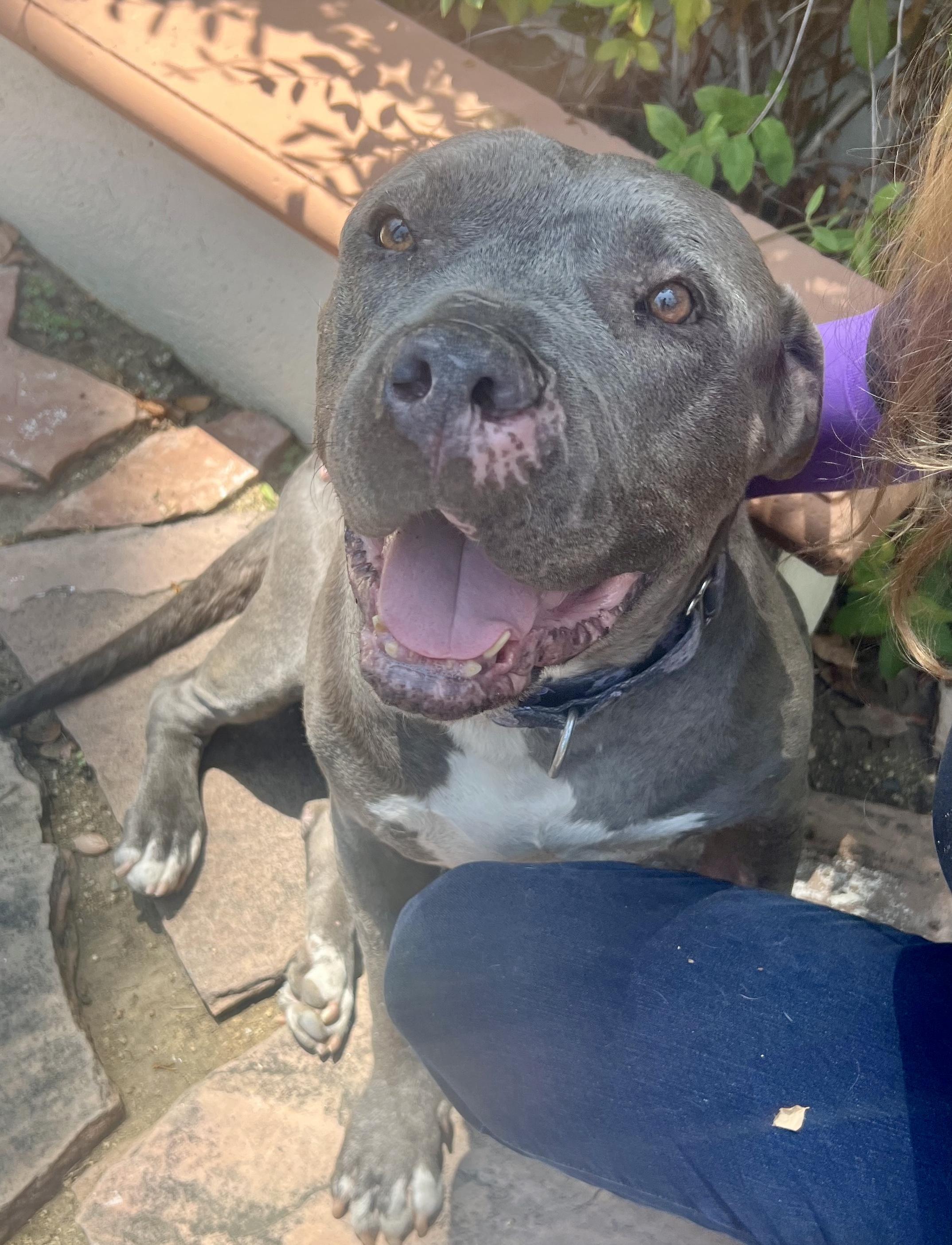 Snoopy (M), a Adoptable mixed breed in Los Angeles, CA image 1/5