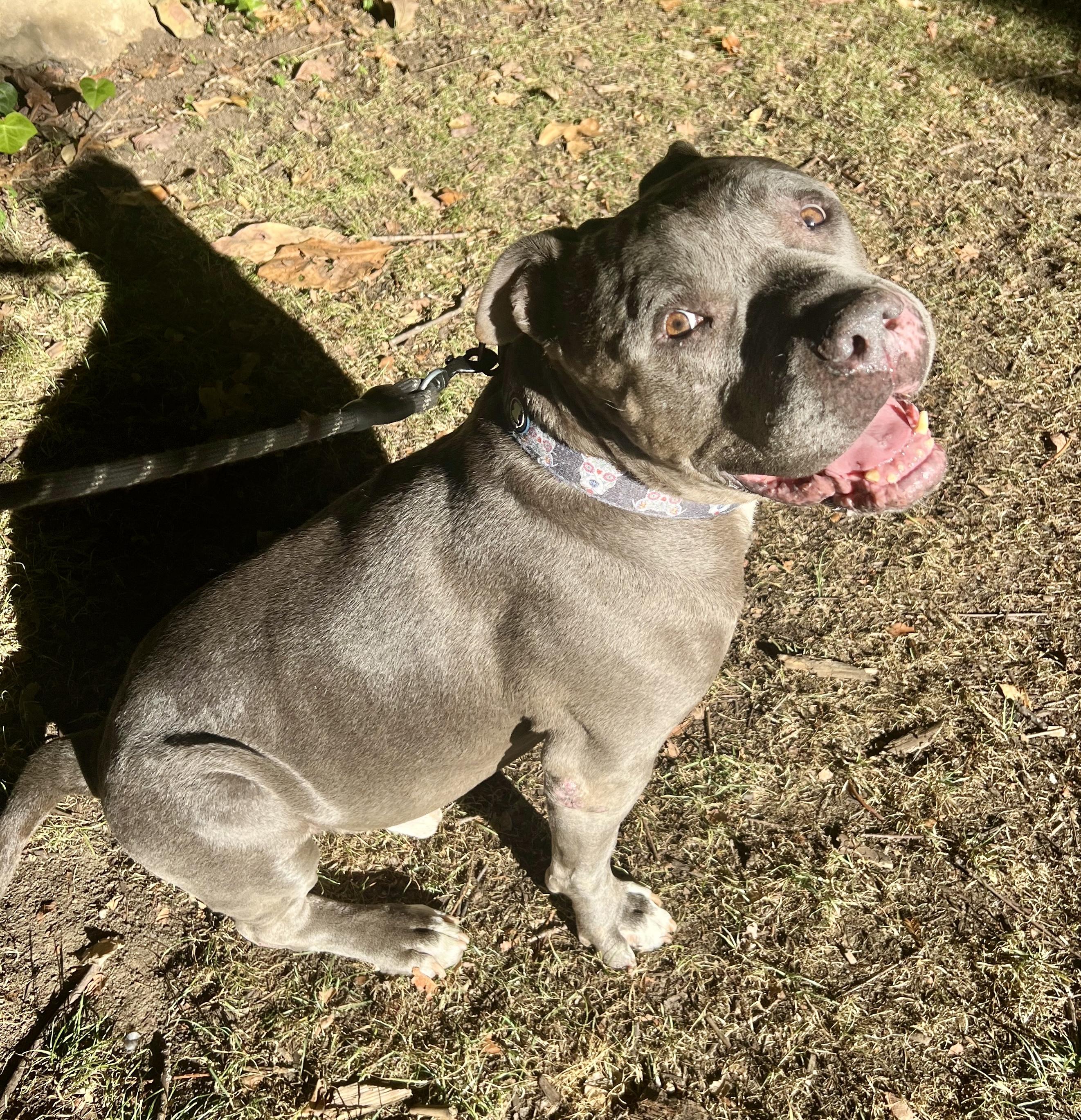 Snoopy (M), a Adoptable mixed breed in Los Angeles, CA image 5/5