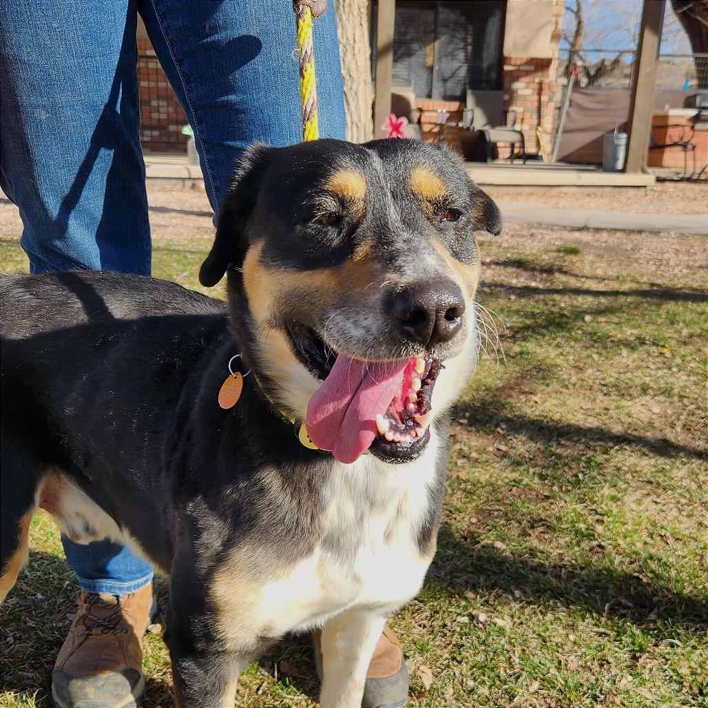 Shorty, Adoptable, Adult Male Mixed Breed.