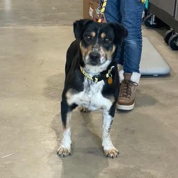 Enlarge Shorty, a Adoptable Mixed Breed in Prescott, AZ image 2/6