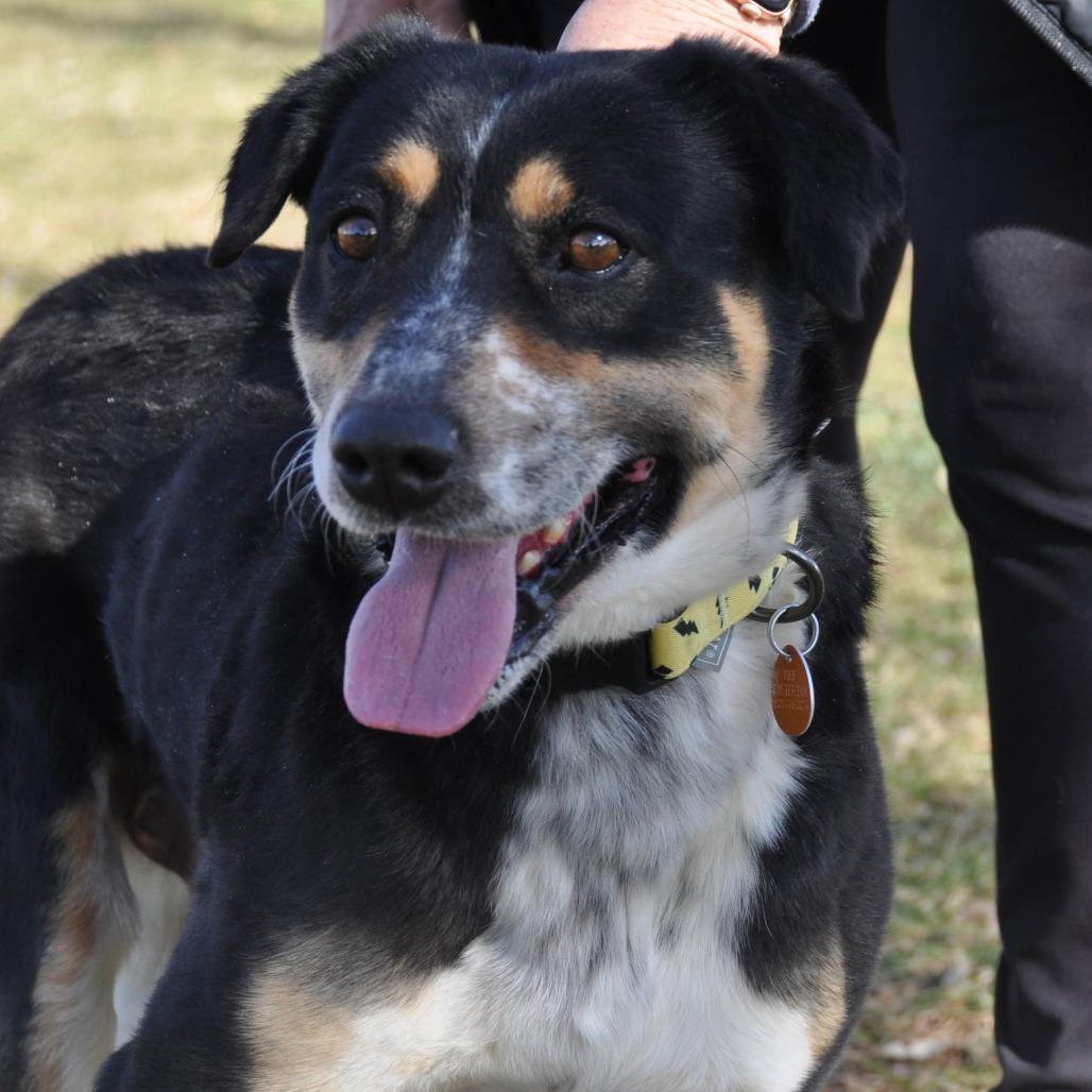 Enlarge Shorty, a Adoptable Mixed Breed in Prescott, AZ image 3/6